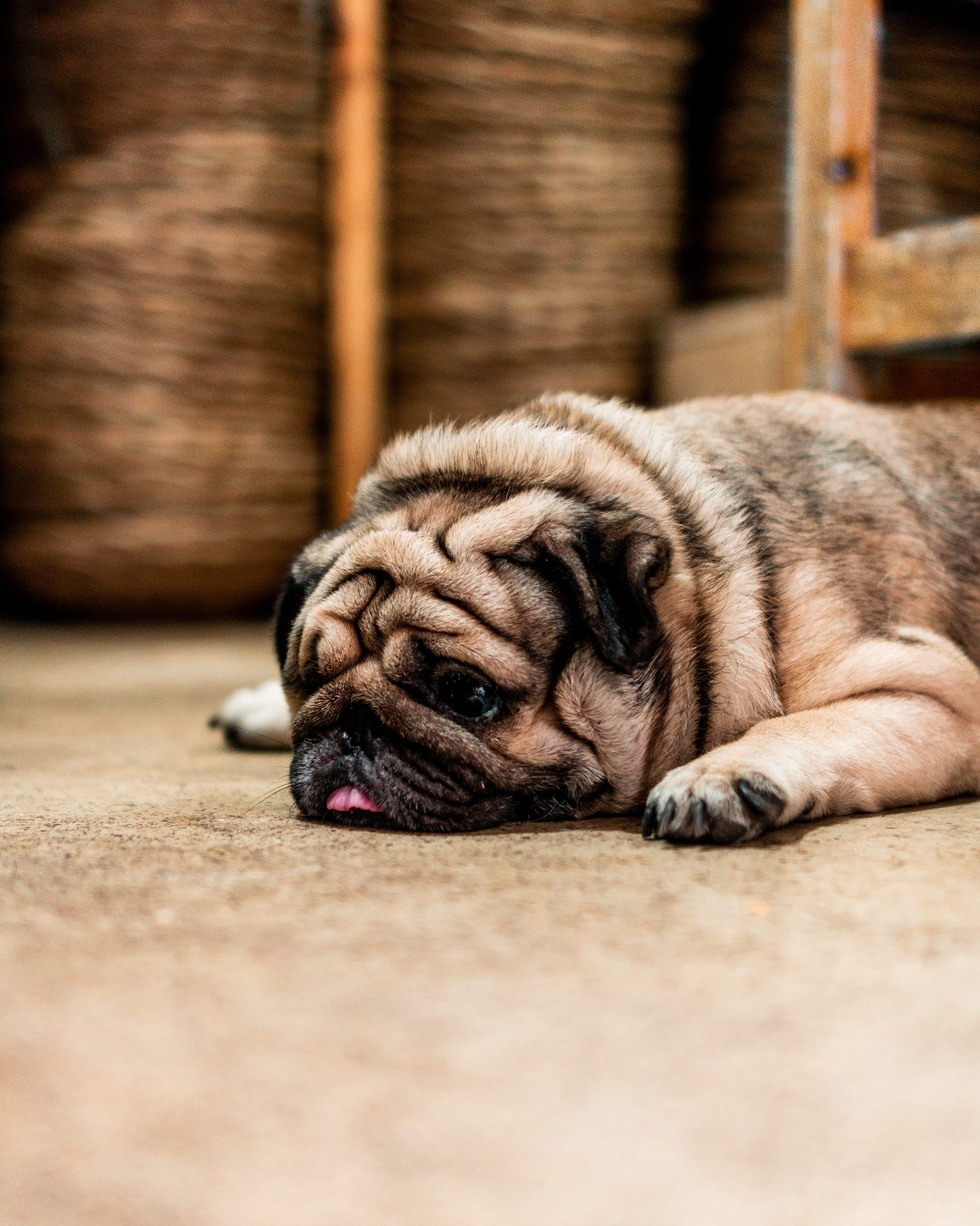 pets, selective focus, relaxation, lying down, tiger, tire, vertebrate, pot, pet, dog, floor, wildlife, one animal, knot, domestic animals, back, surface level, Phone HD Wallpaper