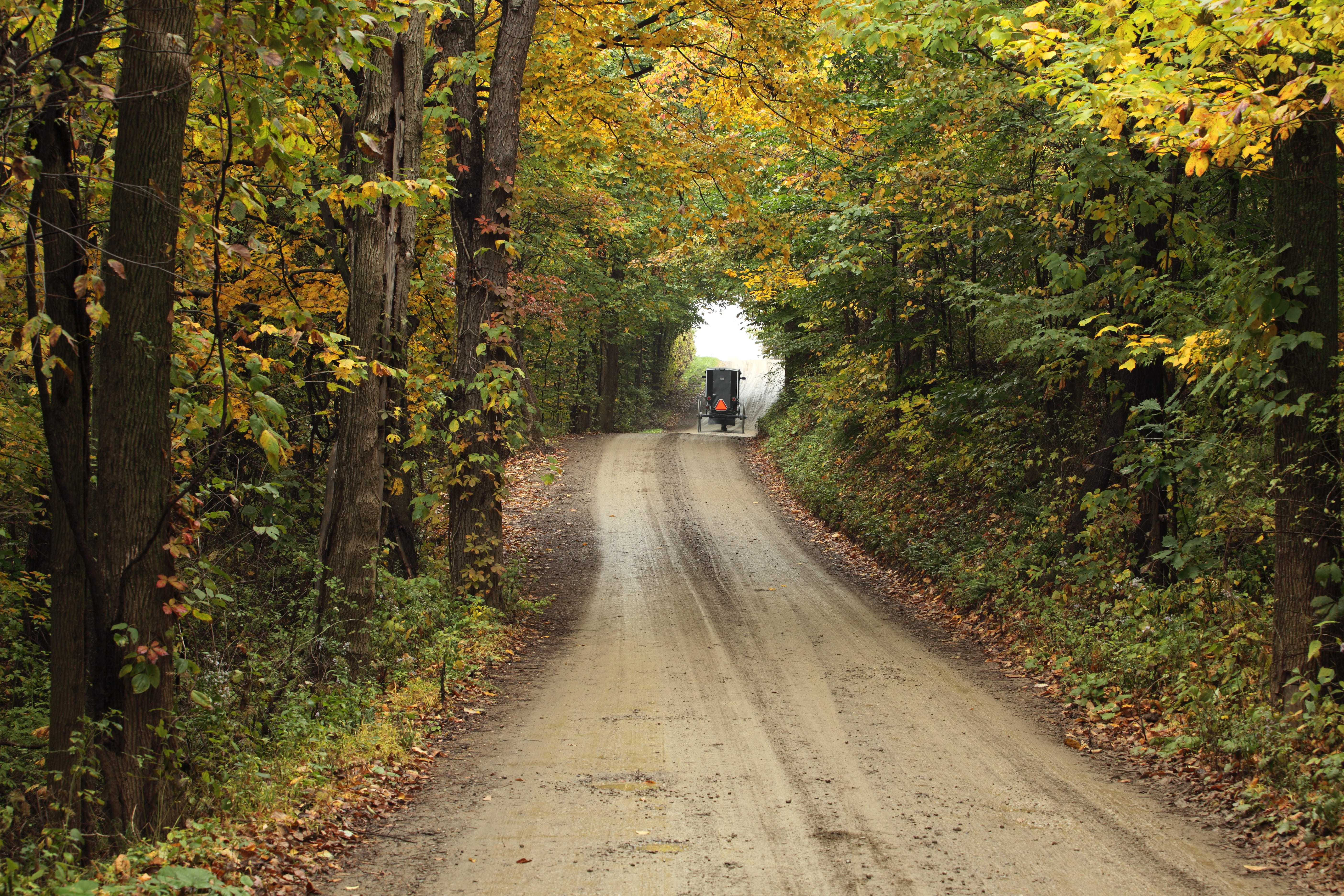 land, footpath, transportation, the way forward, 5K, fresno, tranquil scene, nature, day, tree, change, united states, road, outdoors, tranquility, green color, HD Wallpaper