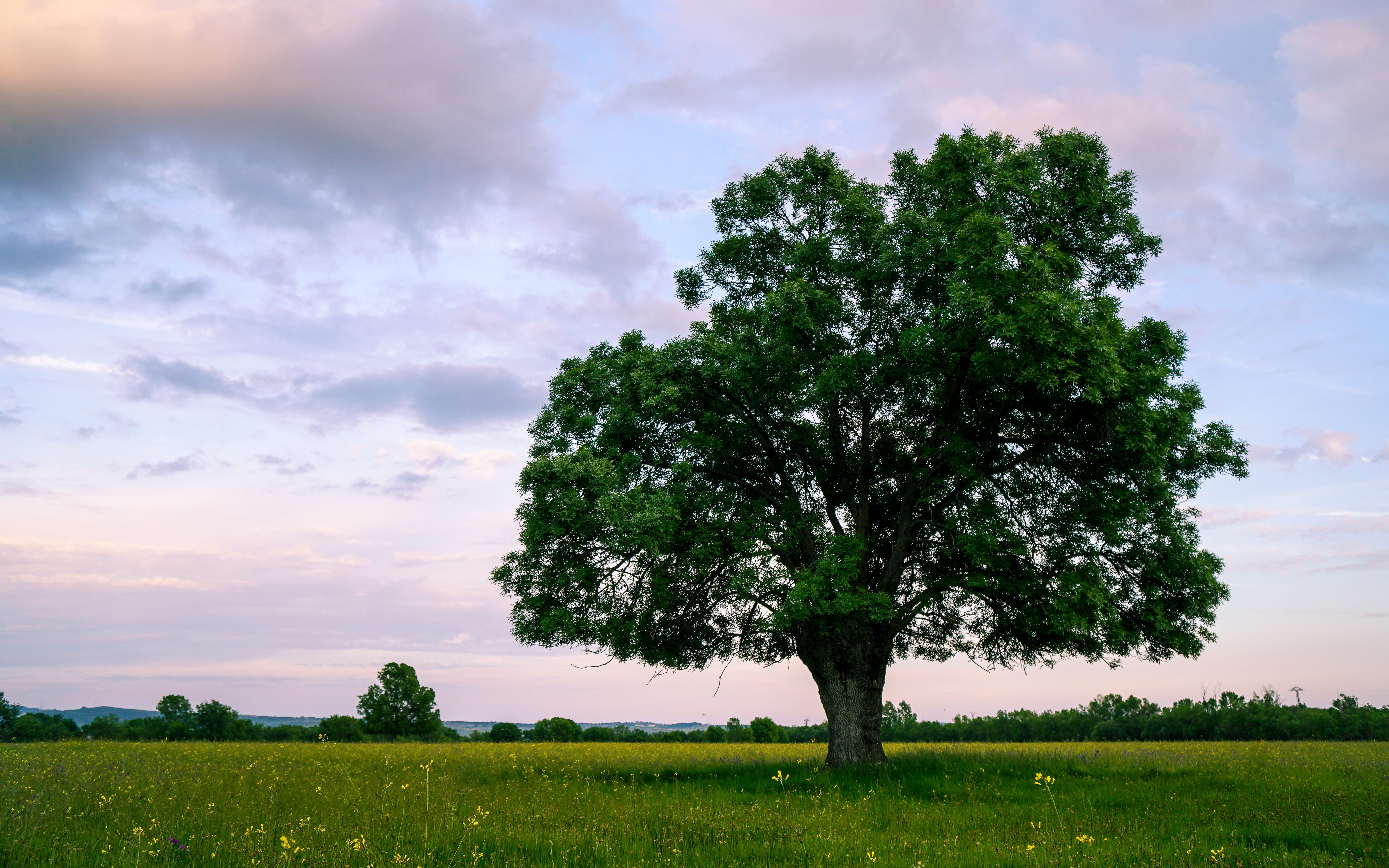 tranquility, no people, outdoors, scenics - nature, sky, pine tree, prairie, cloud - sky, fresno, land, madrid, pastures, rural scene, climate, plant, nature, HD Wallpaper