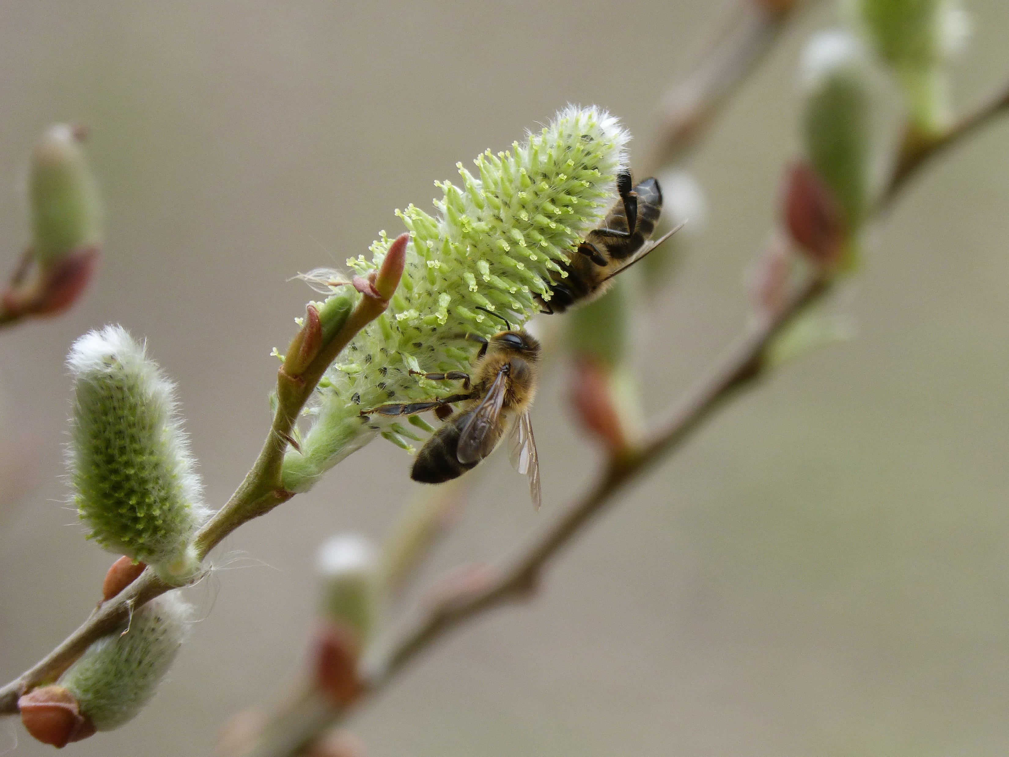 animals in the wild, bees, insect, growth, bee, focus on foreground, invertebrate, no people, animal, flowering, beauty in nature, fragility, fresno, close-up, HD Wallpaper
