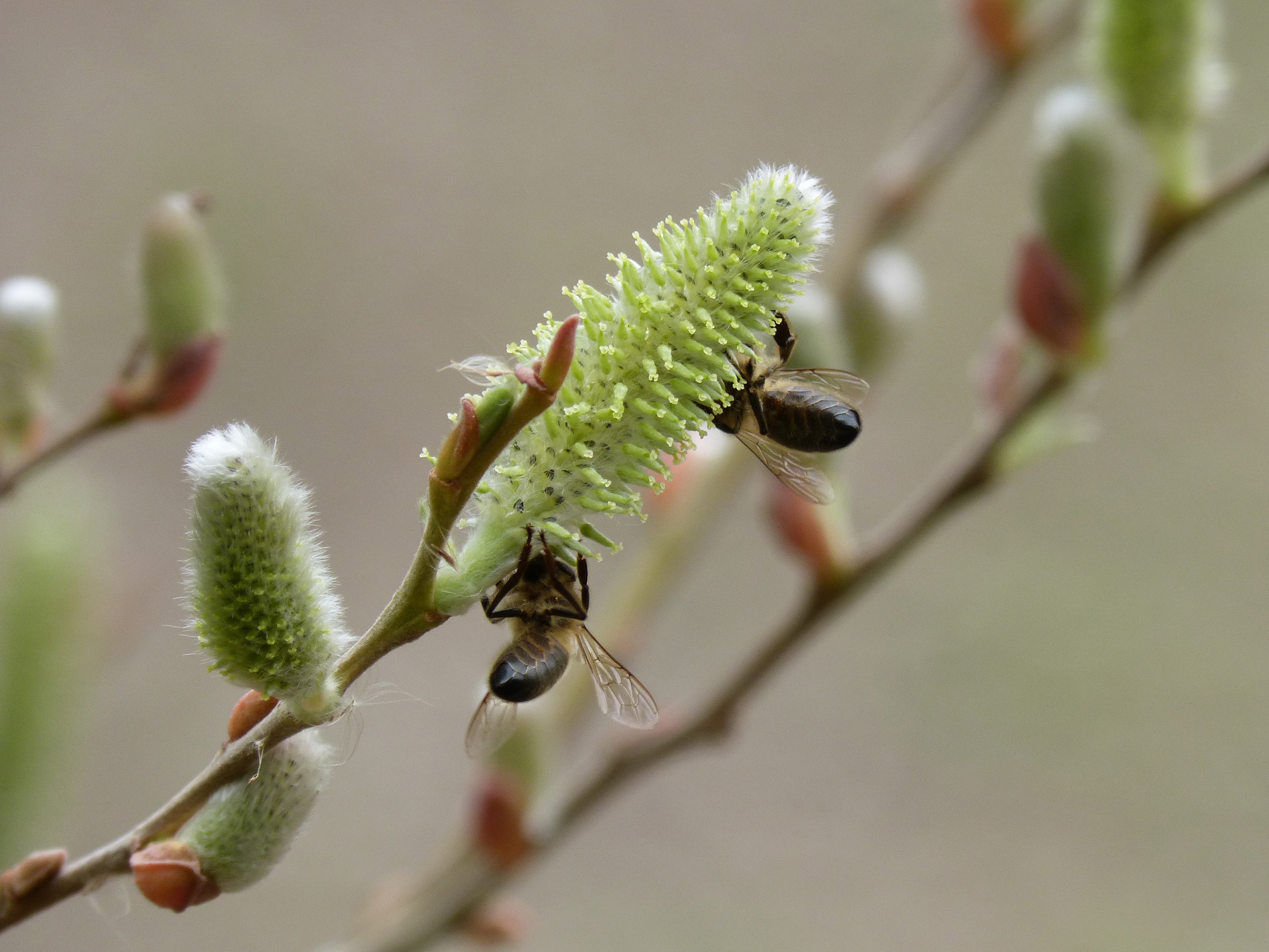 libar, new life, beauty in nature, nature, selective focus, plant, bud, bees, fragility, twig, 2K, sepal, no people, pussy willow, pollination, day, growth, HD Wallpaper