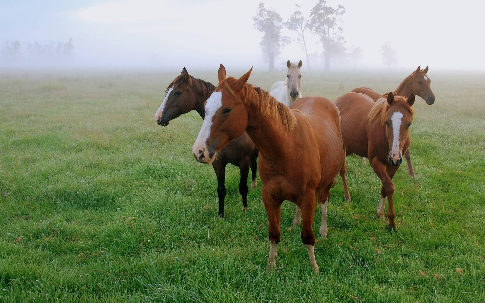 animal, gang, animals, 1080P, photography, beauty, horses, HD Wallpaper