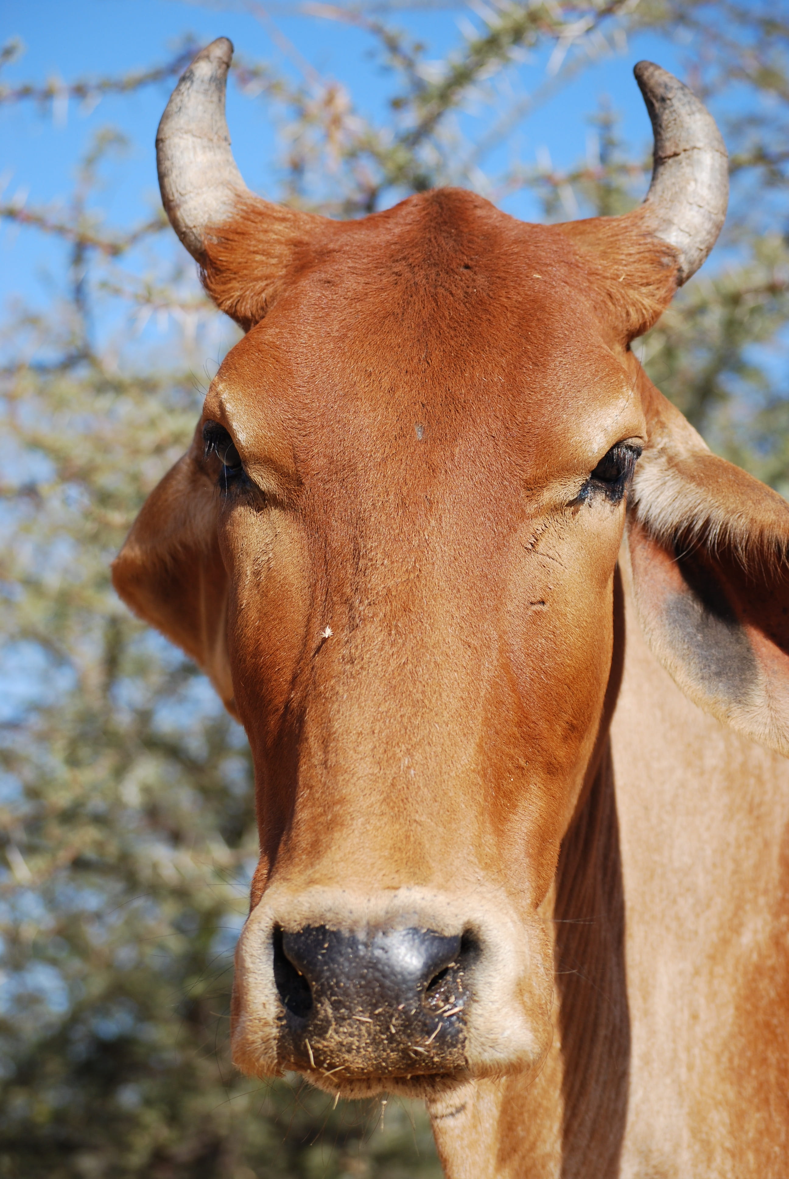 animal nose, animal mouth, traditional, domestic animals, vertebrate, Sacred, nature, animal body part, one animal, Cow, animal themes, domestic, day, close-up, Phone HD Wallpaper