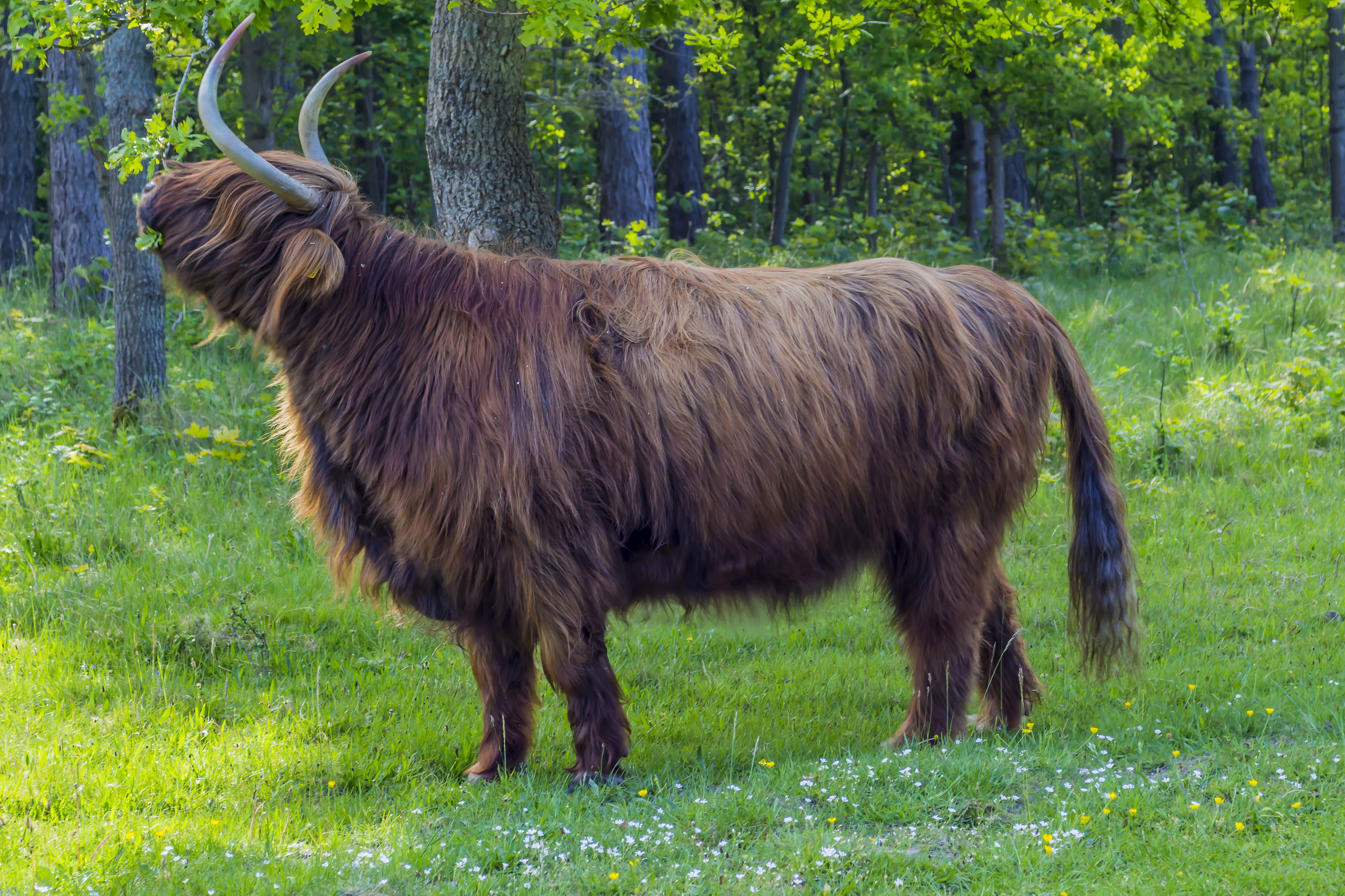 domestic animals, land, standing, outdoors, green color, Cattle, wildlife photography, daytime, animal wildlife, surrounded, animal, pets, herbivorous, HD Wallpaper