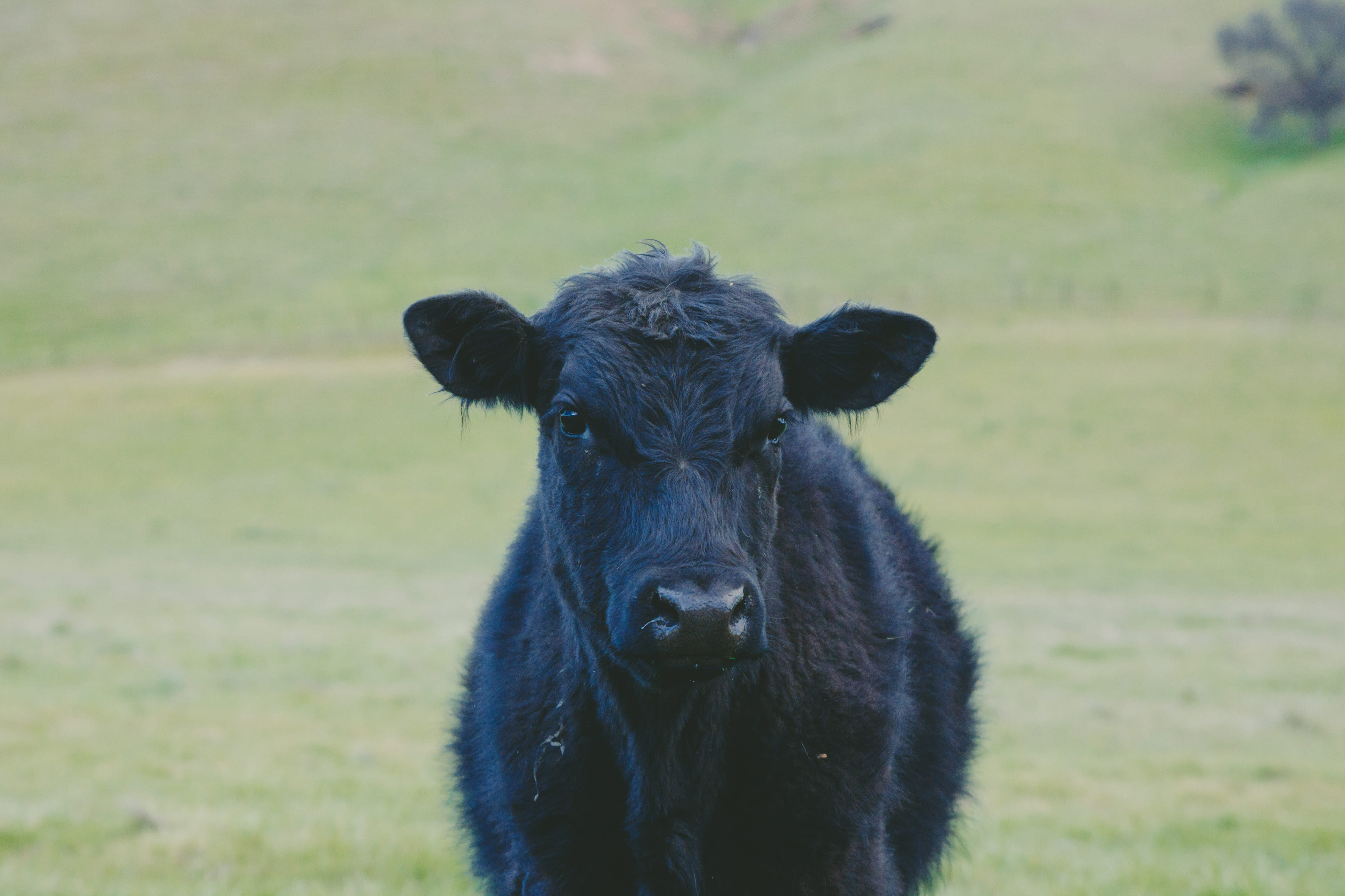 animal, land, portrait, grass, daytime, agriculture, focus on foreground, day, calf, pets, photo, closeup, one animal, open, nature, green, meadow, farm, HD Wallpaper