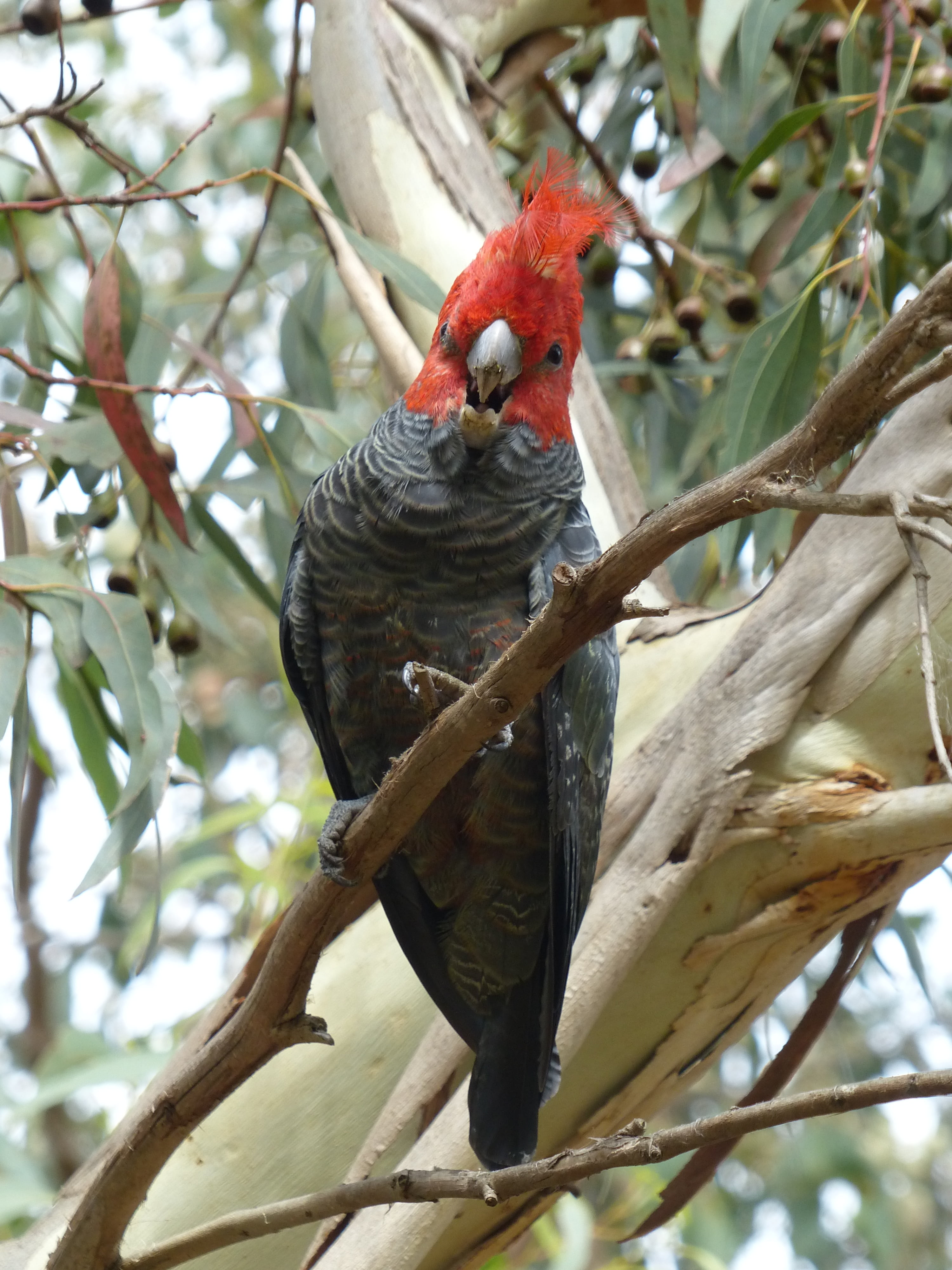 parrot, perching, vertebrate, branch, one animal, plant, red, animal themes, animal wildlife, no people, close-up, tree, cockatoo, gang gang cockatoo, day, Phone HD Wallpaper