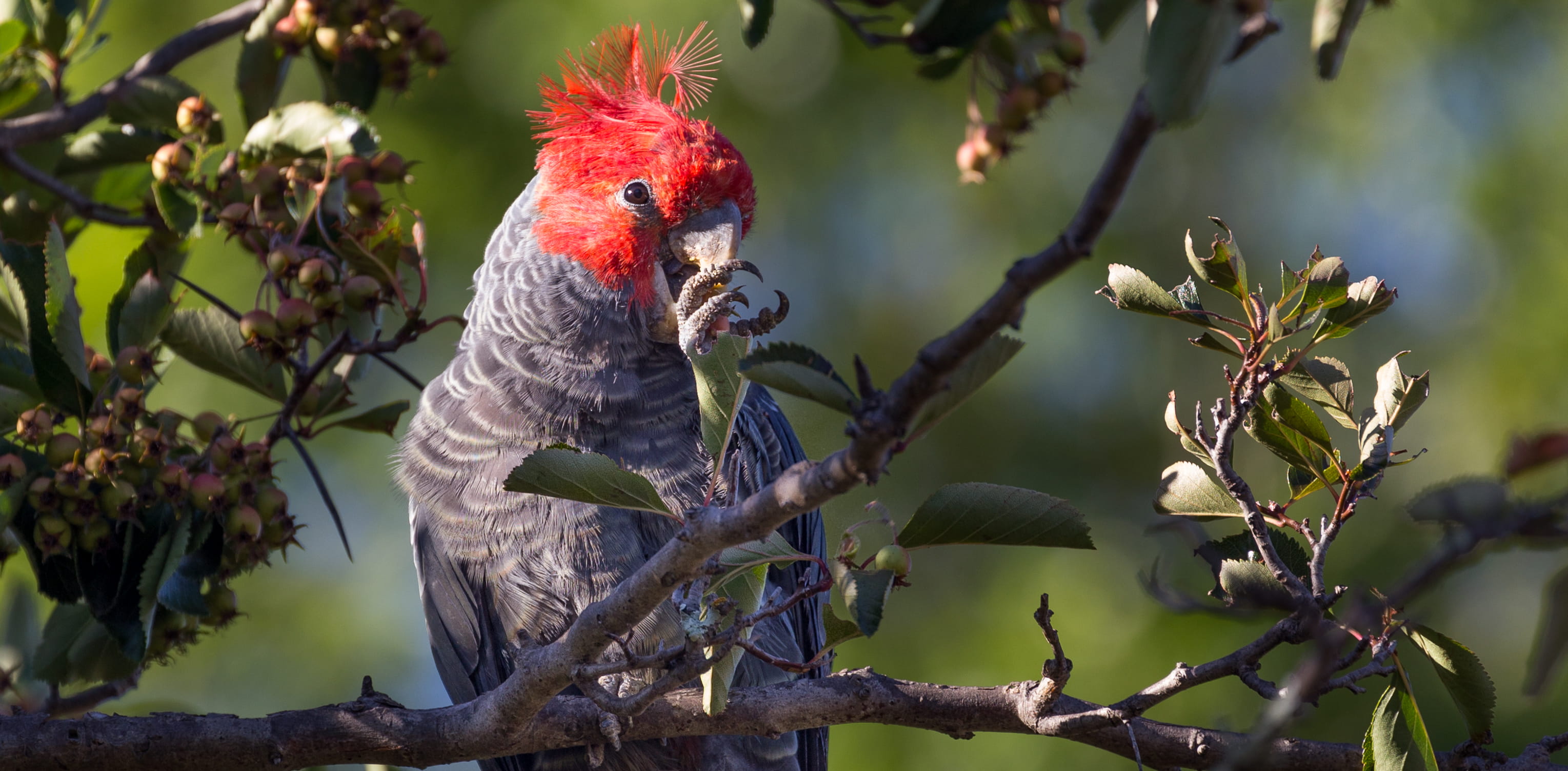 plant, outdoors, plant part, cockatoo, australia, animal themes, hackett, vertebrate, perching, branch, one animal, nature, animal wildlife, animal, 2K, HD Wallpaper