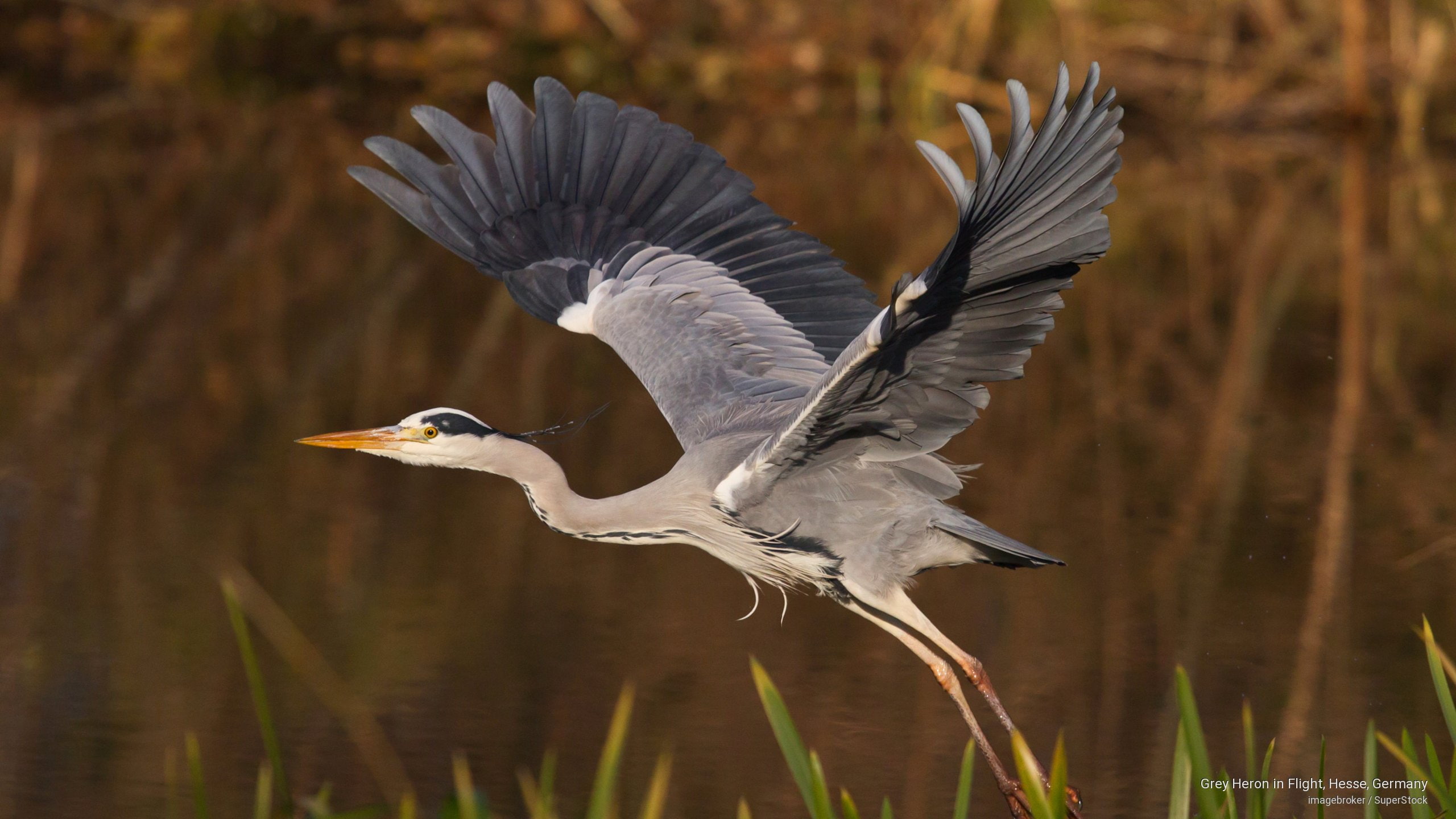Birds, heron, grey, flight, 2K, hesse, germany, HD Wallpaper