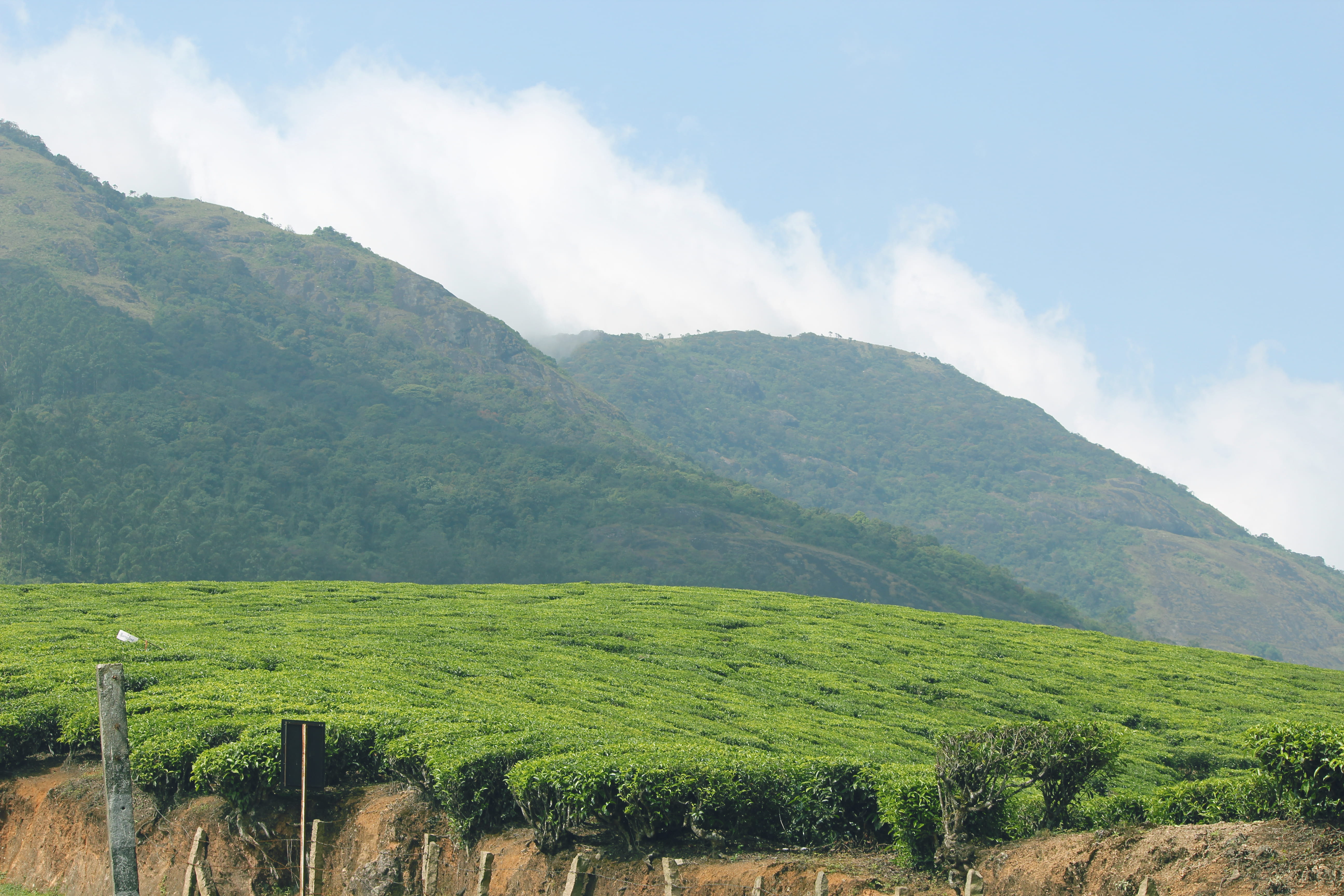 sky, tea crop, day, 5K, agriculture, land, cloud - sky, growth, tranquility, green color, plant, landscape, nature, trees, idyllic, plantation, india, HD Wallpaper