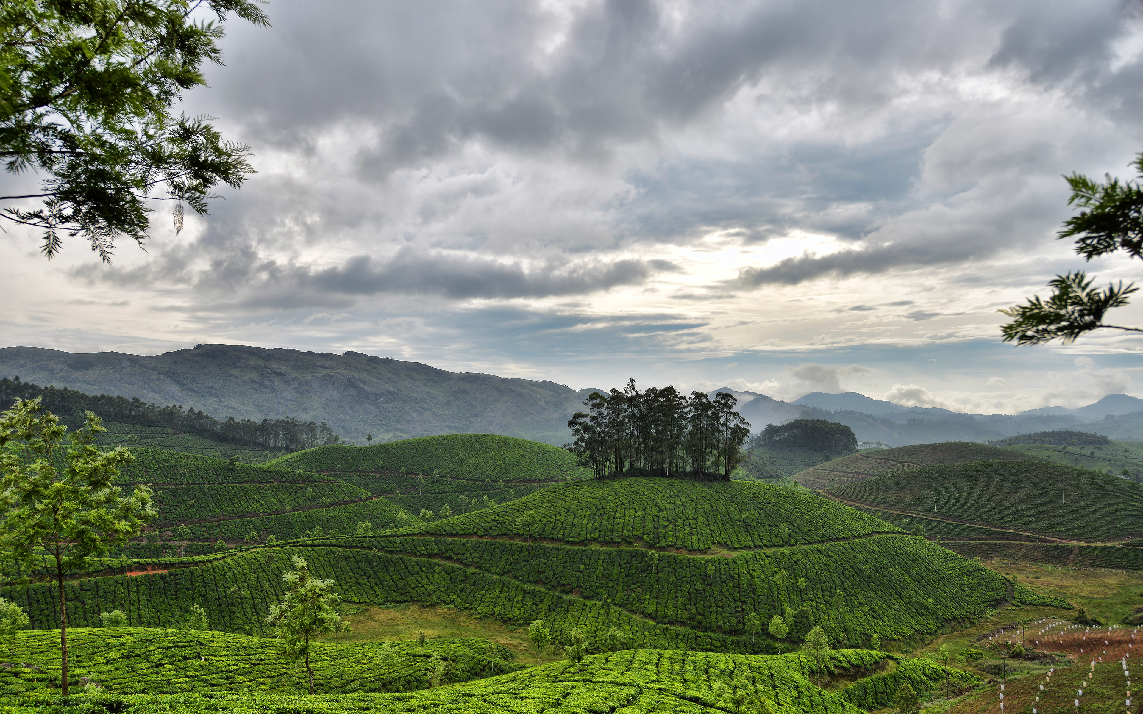 green color, no people, green, cloud - sky, agriculture, field, munnar, land, cloudy, crop, environment, plantation, photography, sky, tranquility, mountains, HD Wallpaper