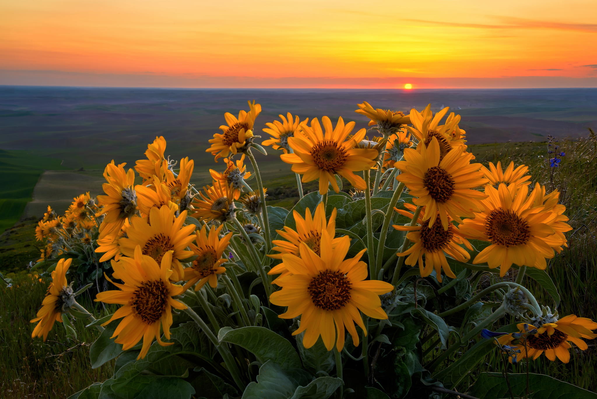 Balsamorhiza sagittata, state, Washington, 1080P, USA, flowers, spring, Steptoe Butte State Park, the evening, May, HD Wallpaper