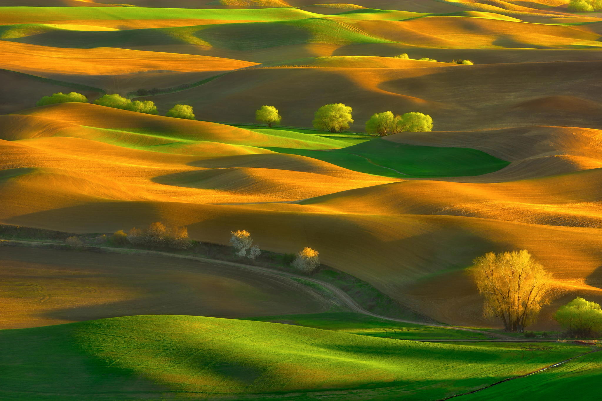 May, Steptoe Butte State Park, field, carpets, Washington, spring, 1080P, hills, trees, USA, state, HD Wallpaper