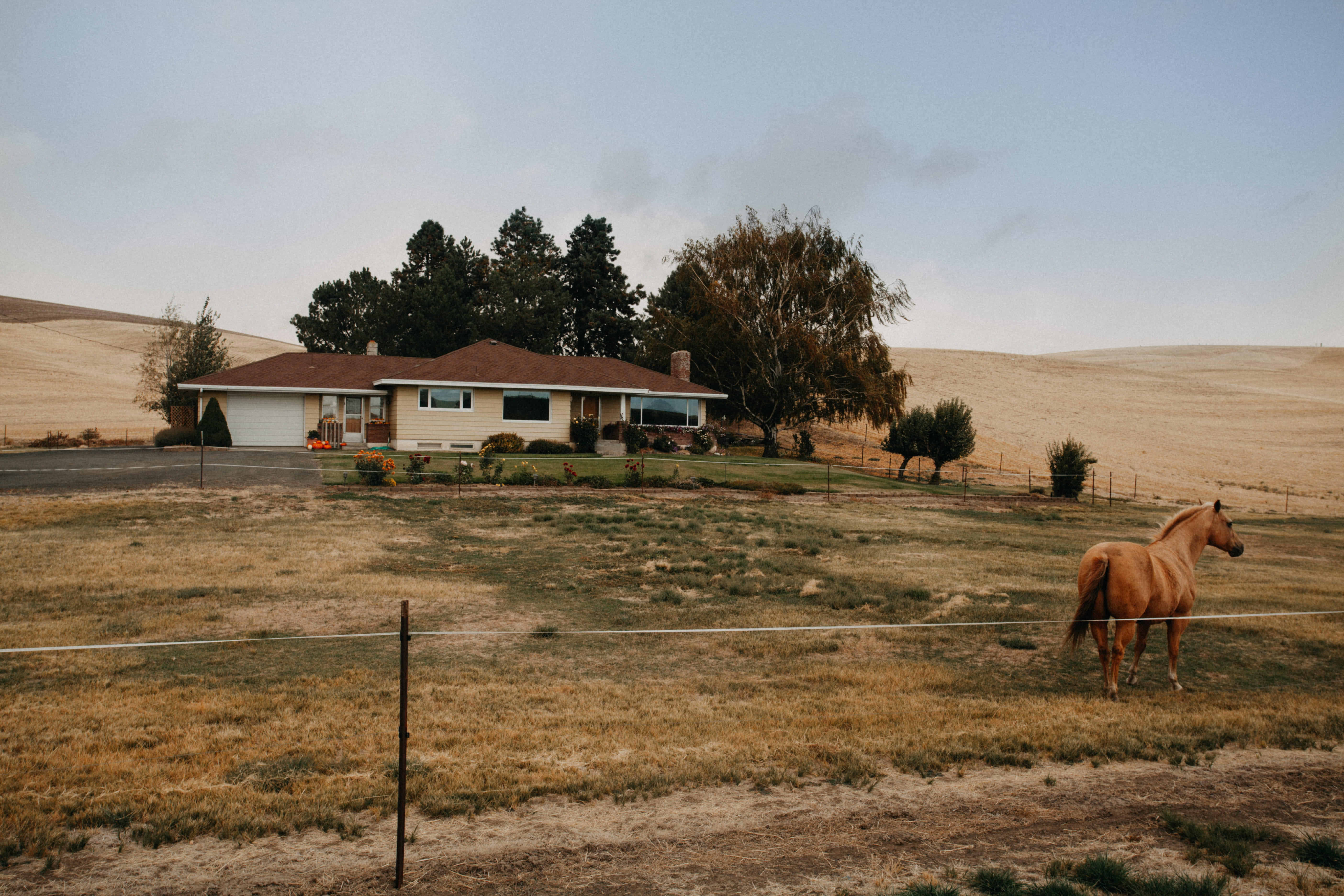livestock, tree, plant, animal wildlife, mammal, architecture, herbivorous, ranch, sky, building, built structure, village, land, united states, horse, HD Wallpaper