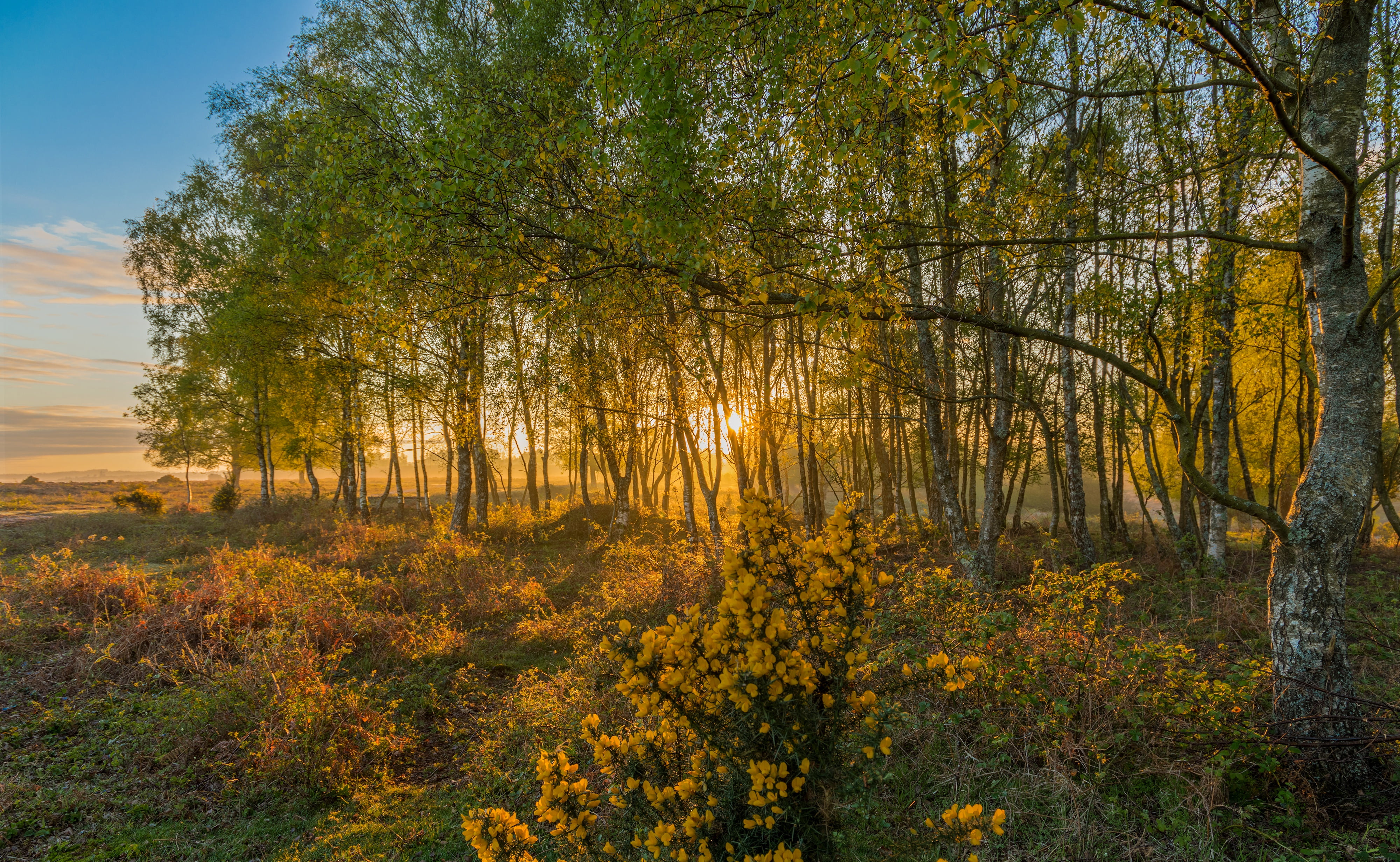 England, flowers, 4K, Park, fog, the sun, grass, field, the bushes, autumn, yellow, dawn, Rockford New Forest National Park, forest, the sky, New Forest, HD Wallpaper
