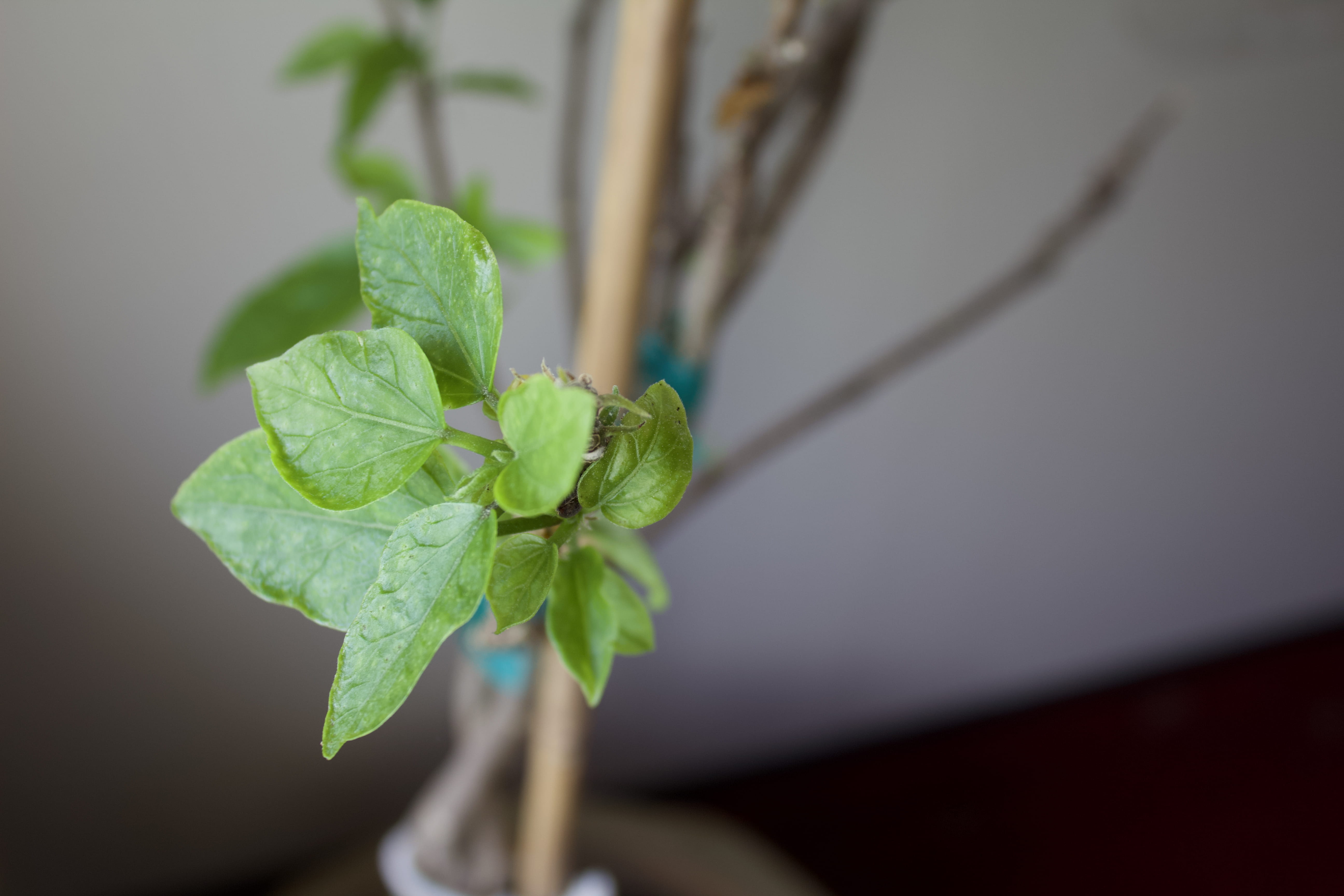 close-up, united states, leaf, plant stem, herb, nature, indoor, 5K, selective focus, focus on foreground, freshness, rockford, green, plant part, outdoors, HD Wallpaper