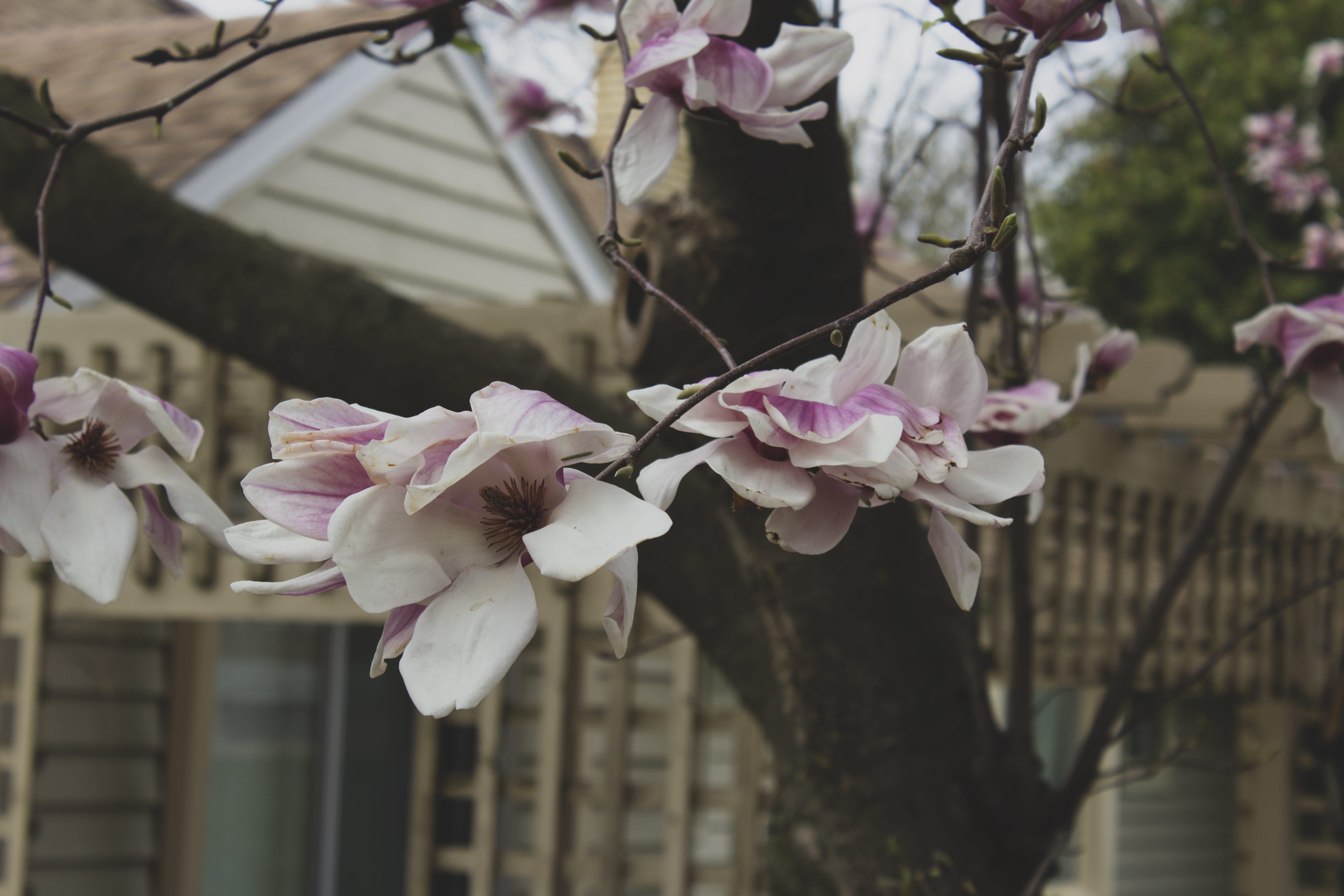 spring, flower head, freshness, petal, vulnerability, outdoors, cherry blossom, backyard, tree, rockford, building exterior, built structure, pink, fragility, HD Wallpaper
