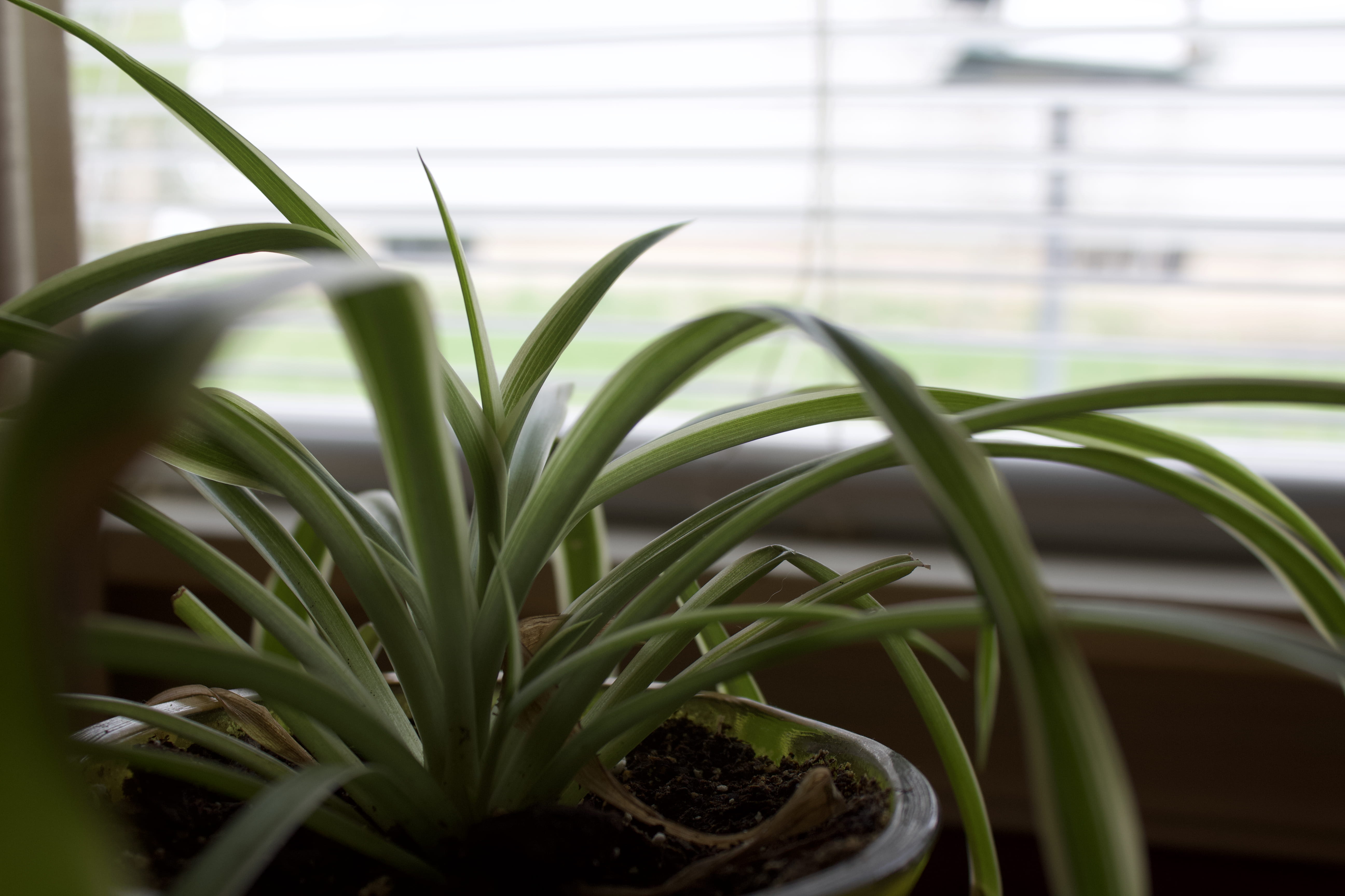 plant part, potted, green color, sill, water, green, united states, rockford, focus on foreground, indoors, day, nature, plant, agriculture, 5K, freshness, HD Wallpaper