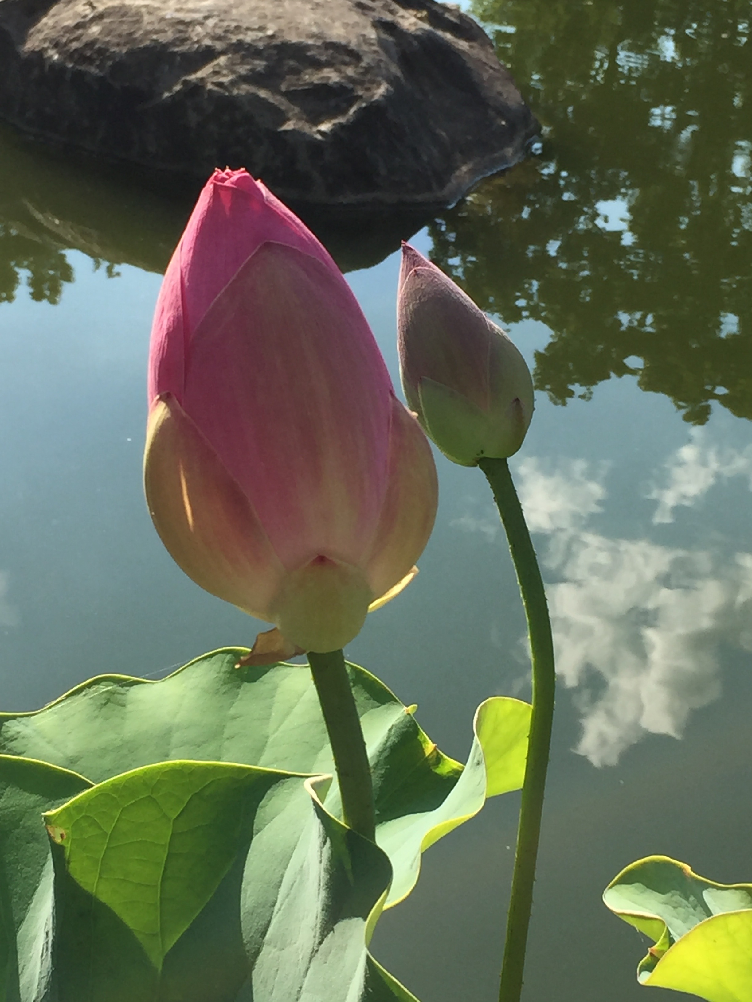 fragility, lotus, inflorescence, leaf, summer, rockford, flowering plant, bud, anderson, plant part, lake, freshness, lotus Water Lily, pink Color, plant, Phone HD Wallpaper