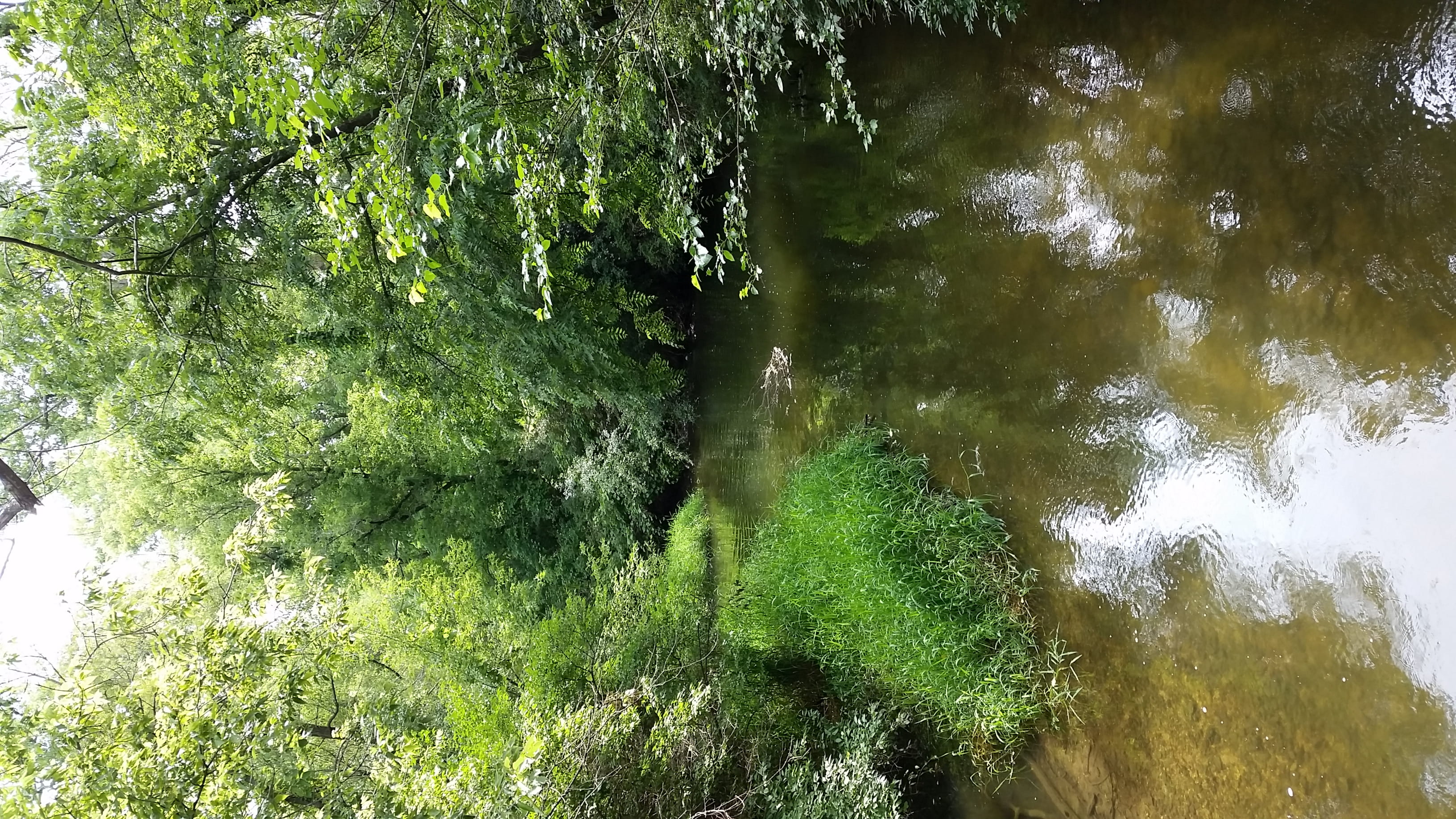 forest, day, no people, tranquility, land, nature, plant, flowing, scenics - nature, non-urban scene, outdoors, green color, tranquil scene, growth, lush foliage, HD Wallpaper