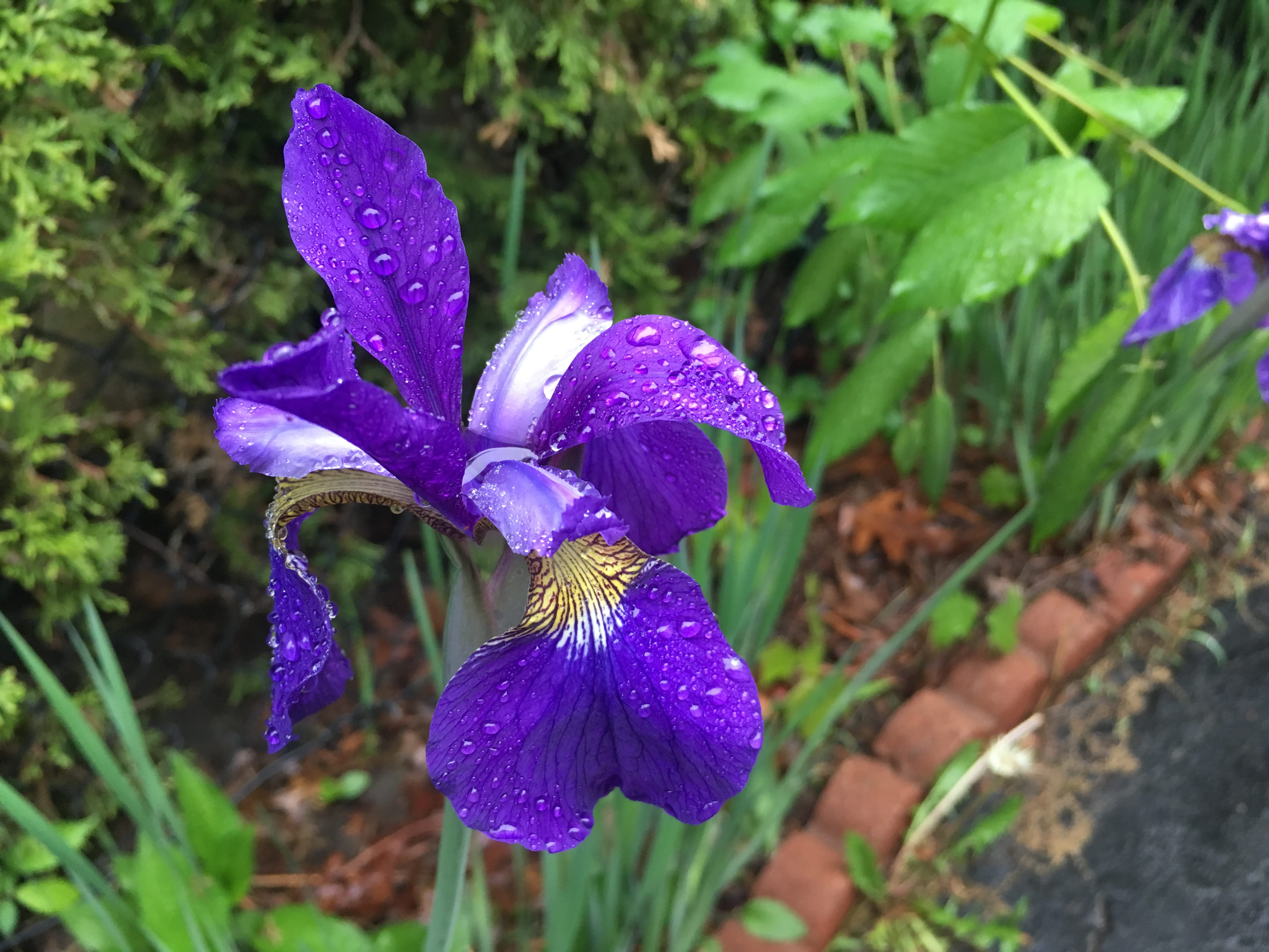 raindrop, flower, dew, 1005 highview ave, nature, purple, vulnerability, inflorescence, petal, close-up, flower head, rain, iris - plant, growth, flowering plant, HD Wallpaper