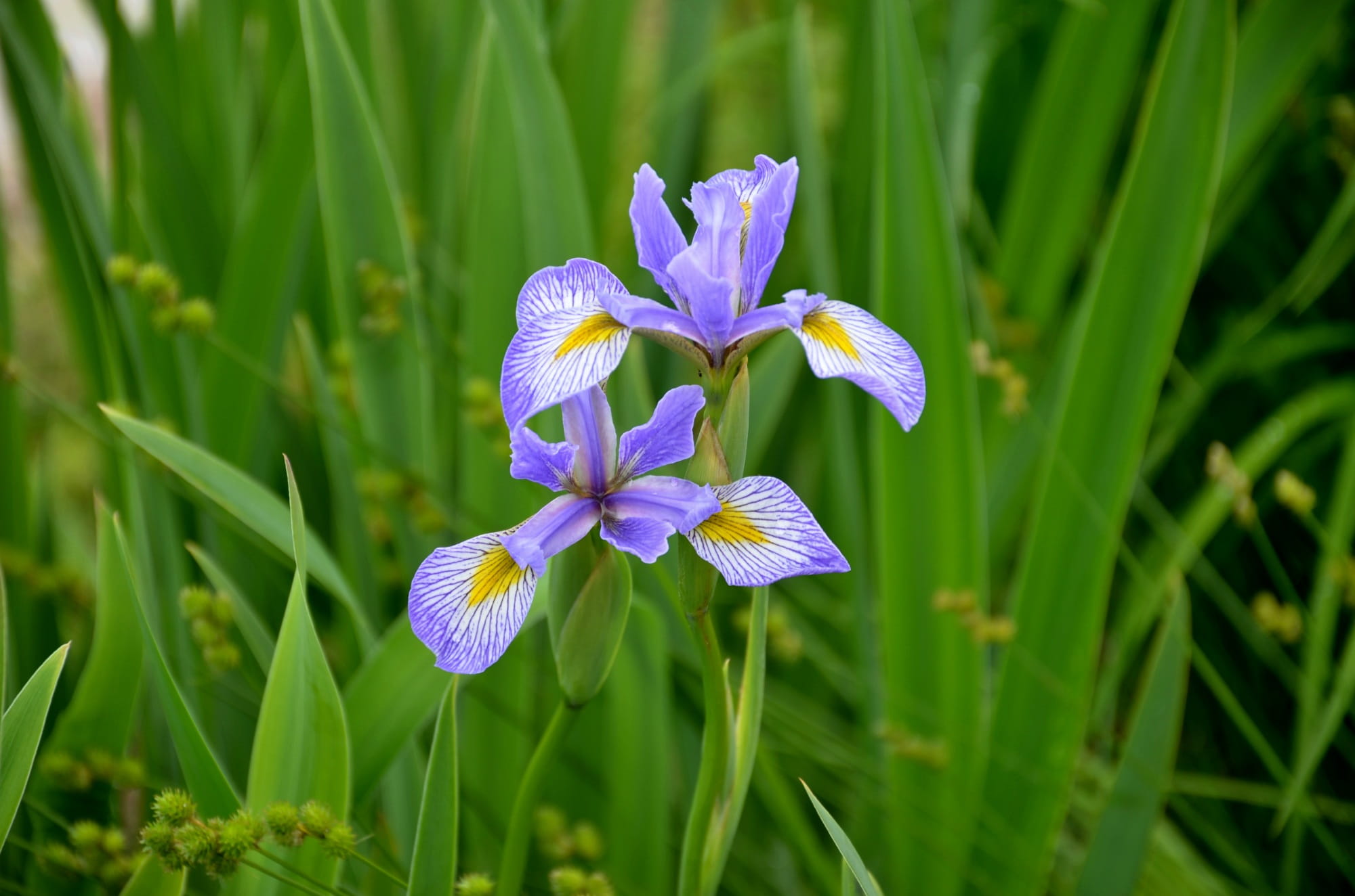 Photo, illinois, land, inflorescence, plant, beauty in nature, flower head, green color, purple, close-up, petal, 1080P, freshness, outdoors, flower, fragility, HD Wallpaper