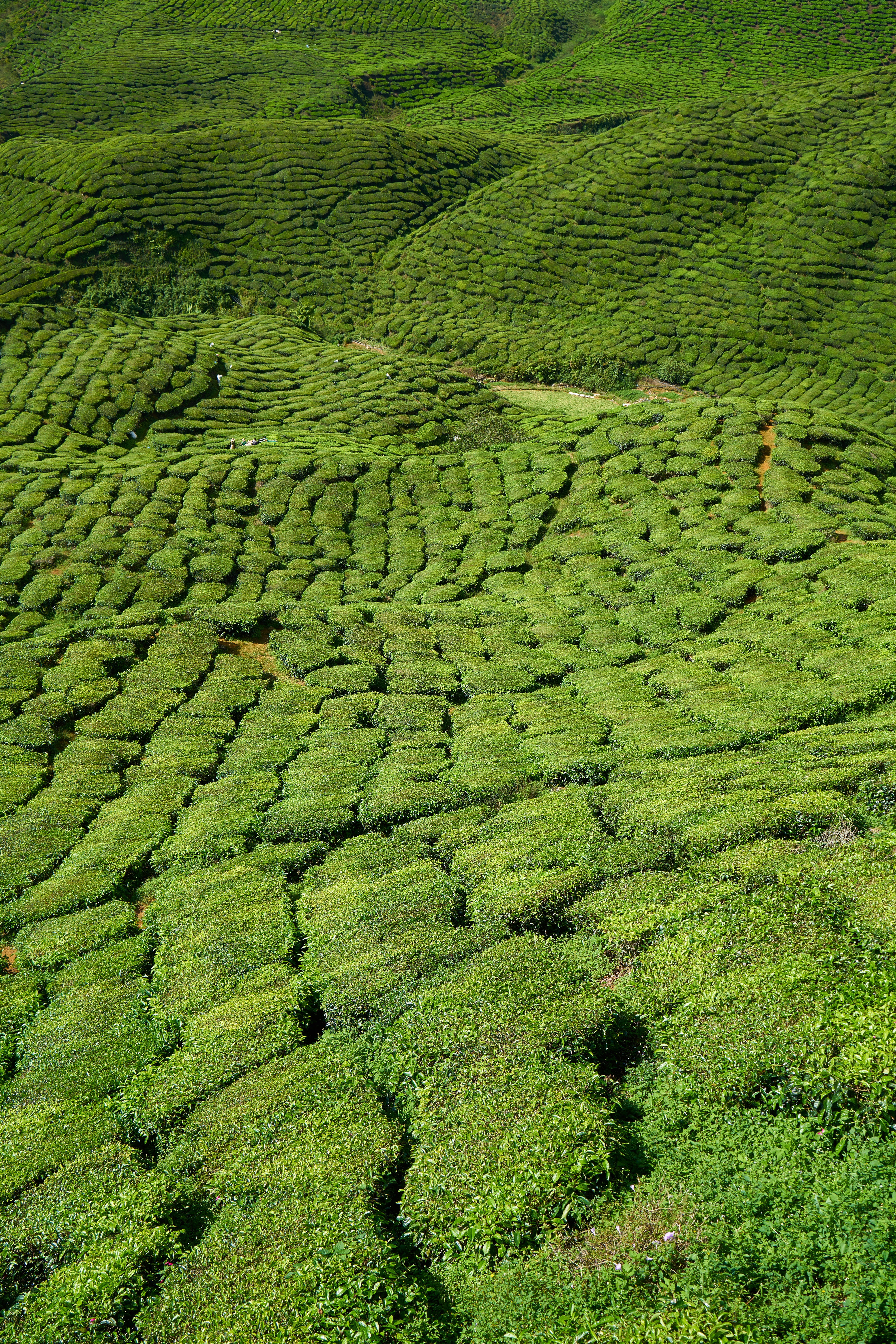 freshness, asia, mountain, green Color, rural Scene, environment, Tea, hill, vertical, malaysia, leaves, background, plant, sunny, great, tiny tree, asian, Phone HD Wallpaper