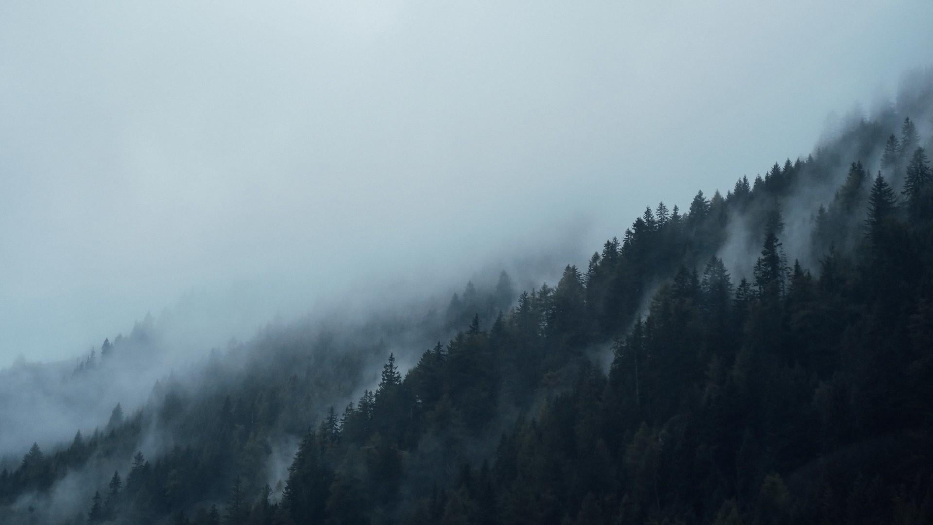 landscape, sky, good, winter, cool, tree, environment, forest, fog, pine forest, non-urban scene, no people, plant, tranquil scene, nature, pine tree, mountain, HD Wallpaper