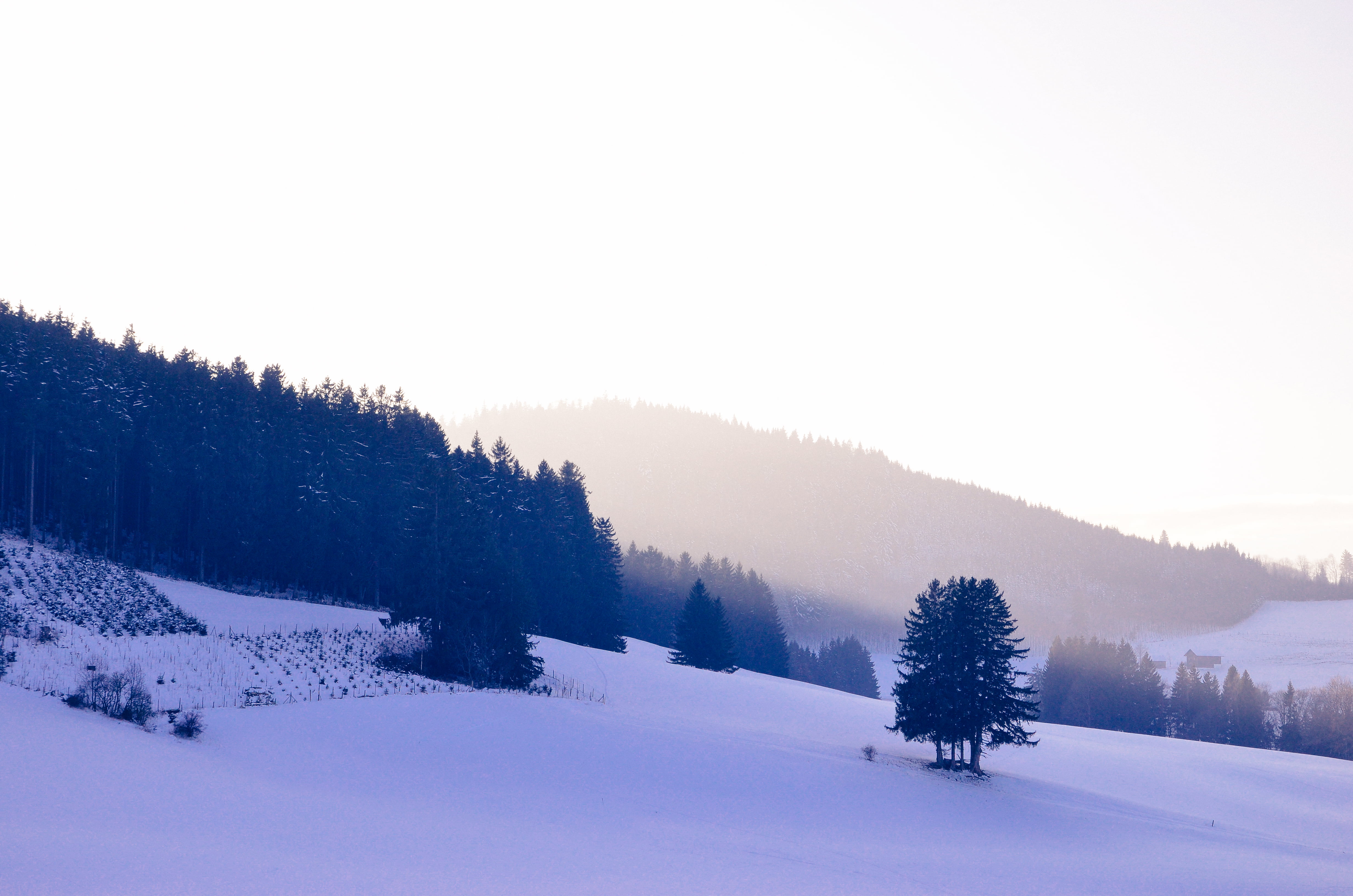 mountains, coniferous tree, beauty in nature, plant, hill, scenics - nature, mountain, landscape, land, environment, cold temperature, 4K, side, woodland, HD Wallpaper