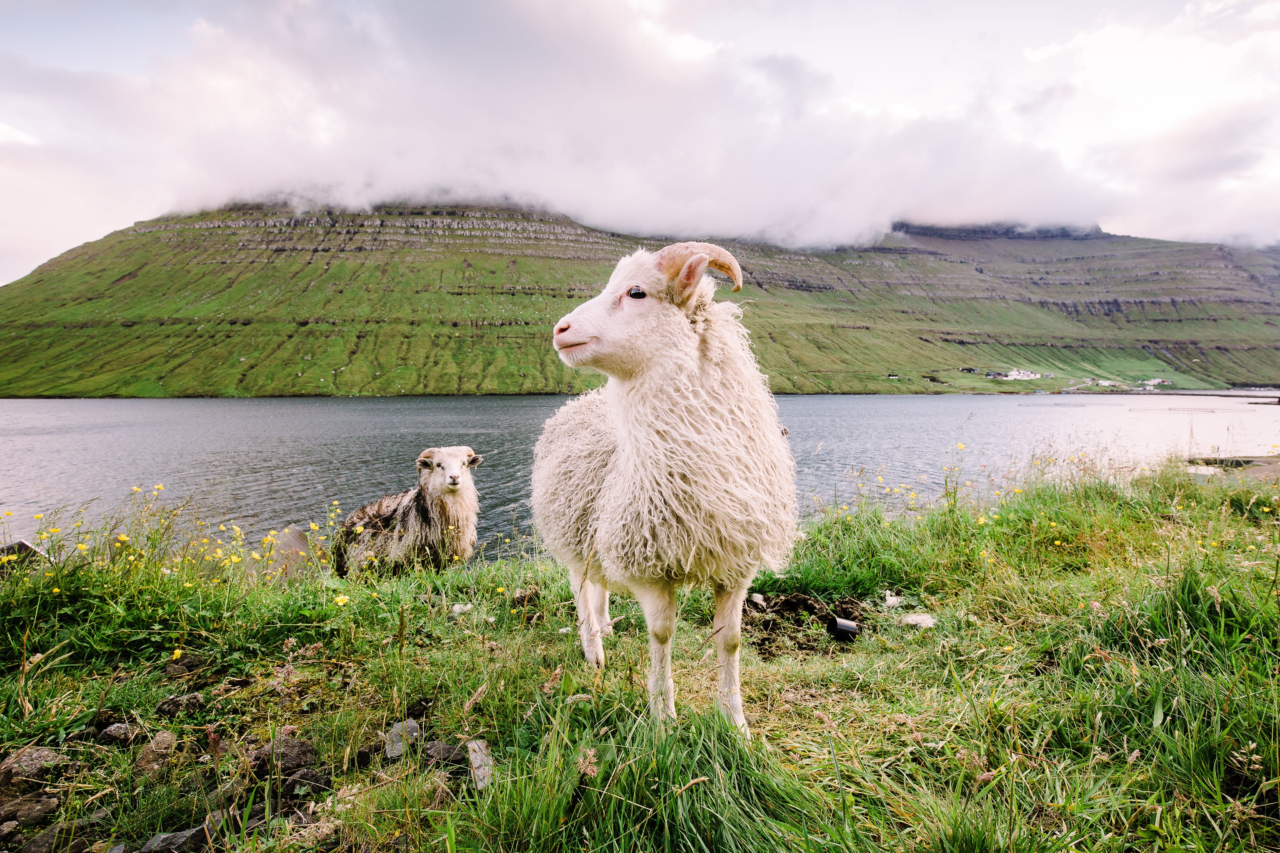 wool, domestic, water, plant, kid, green, landscape, livestock, vertebrate, hills, sheep, agriculture, clouds, field, mammal, faroe islands, grassland, HD Wallpaper