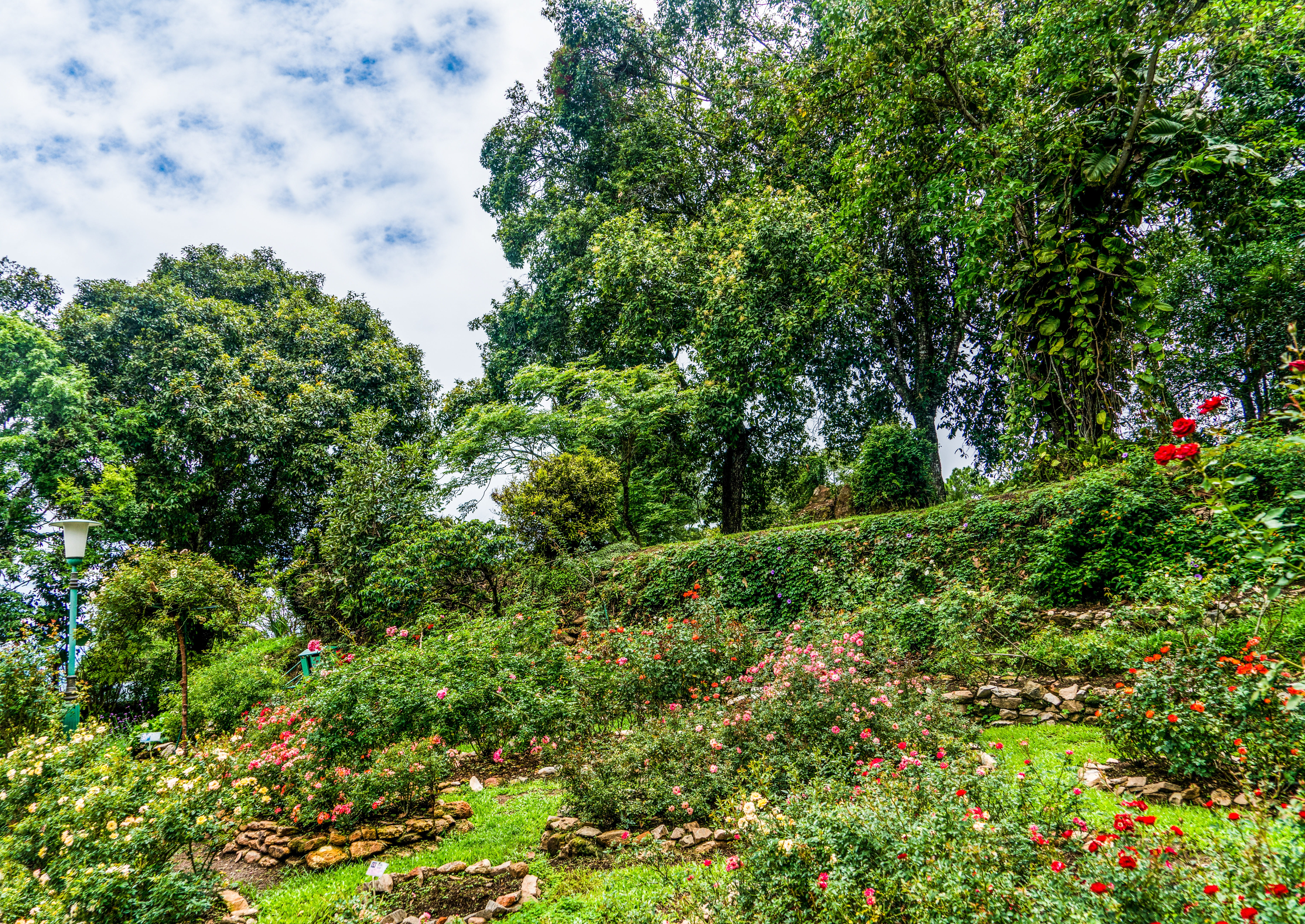 plant, outdoors, sky, tranquility, botanical, tree, clouds, no people, cloud - sky, flowering plant, hill side, 5K, garden, red, botany, non-urban scene, HD Wallpaper