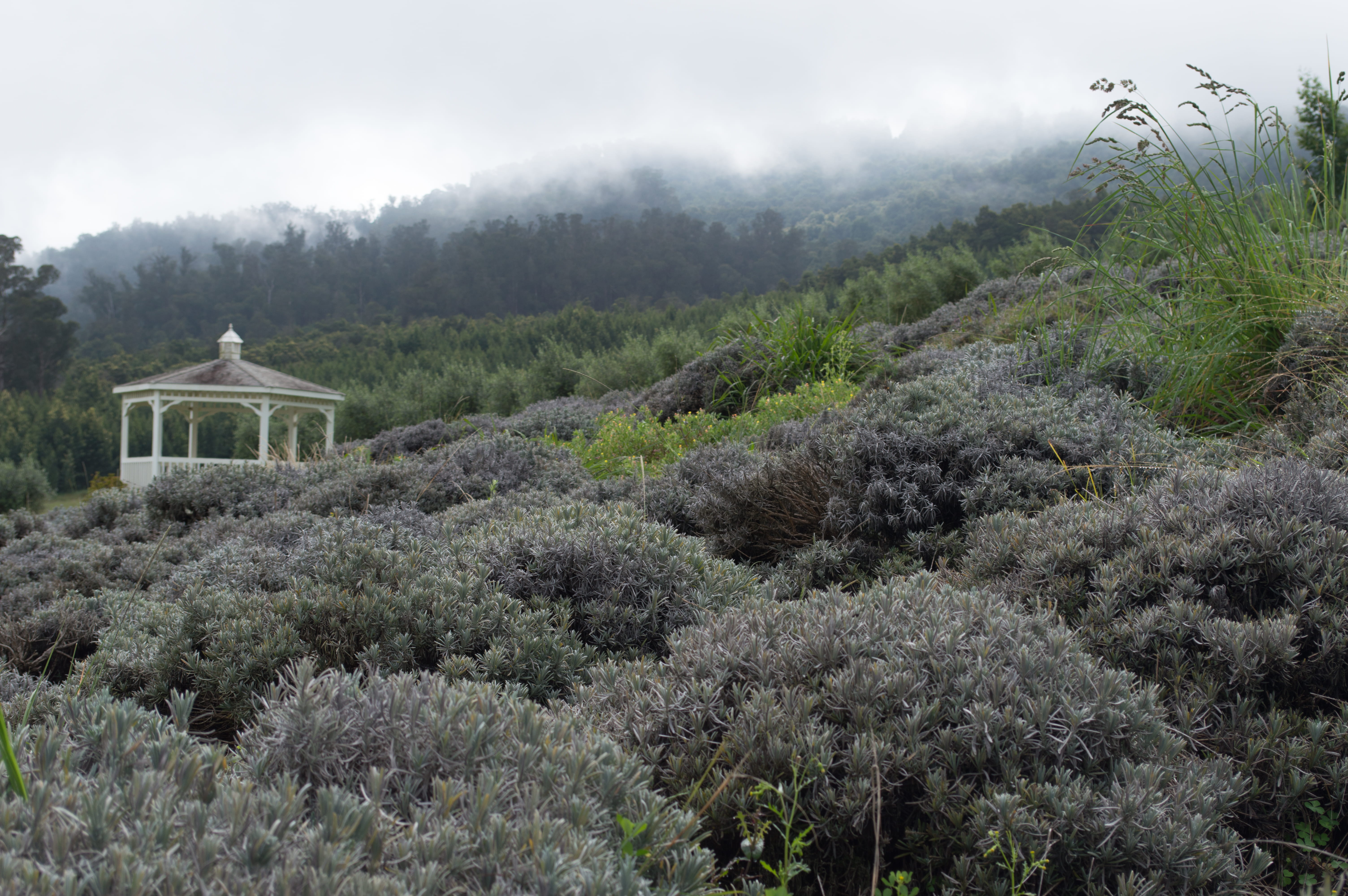 day, 5K, hills, fog, land, nature, environment, beauty in nature, plants, green, evergreen tree, scenics - nature, lavender, structure, non-urban scene, HD Wallpaper