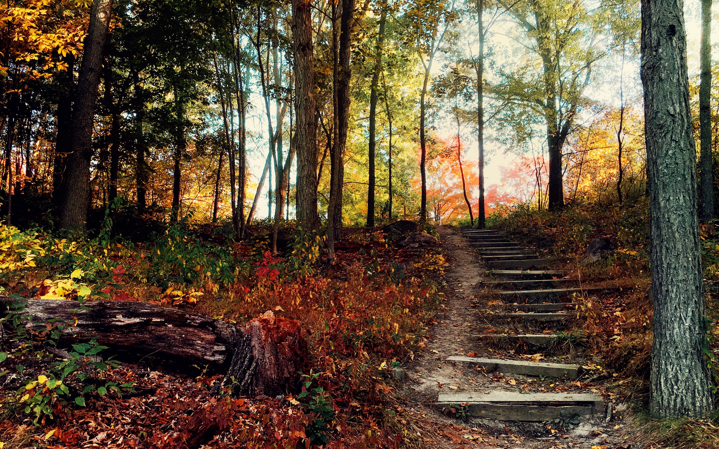 forest, hill, grey, trunk, 2K, stairs, tree, autumn, HD Wallpaper