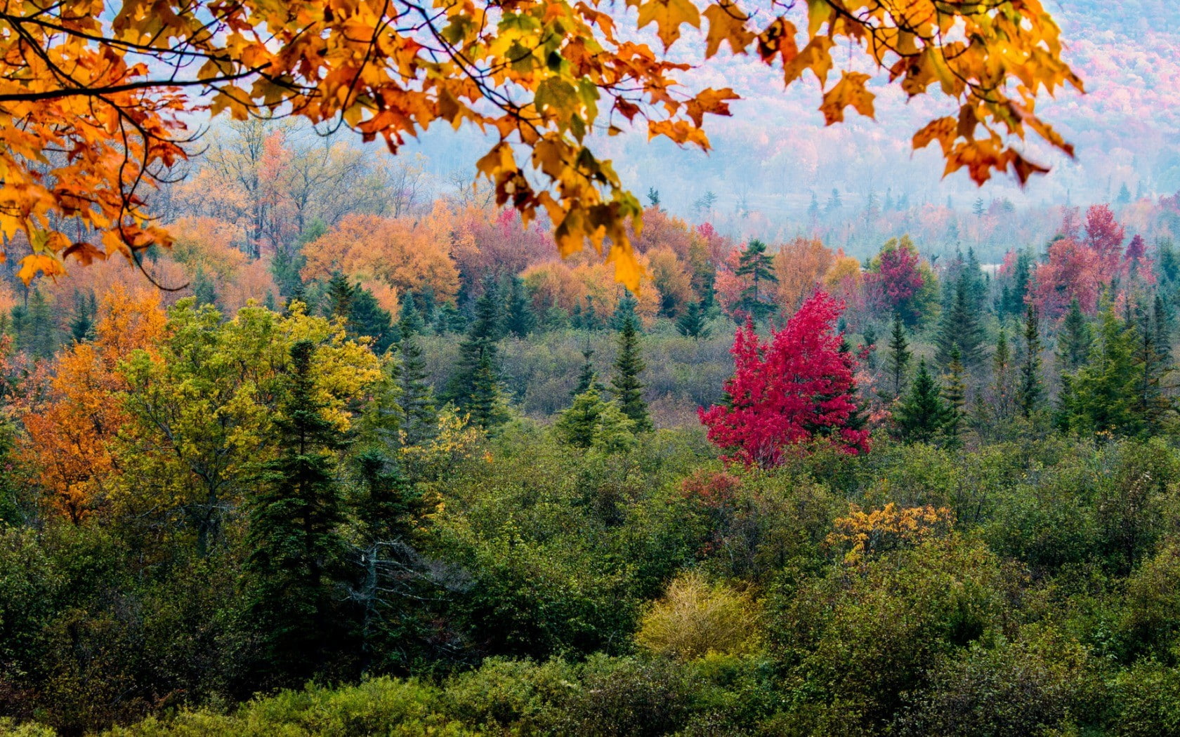 fall, hill, branch, 720P, trees, nature, pine, forest, leaves, pine trees, HD Wallpaper