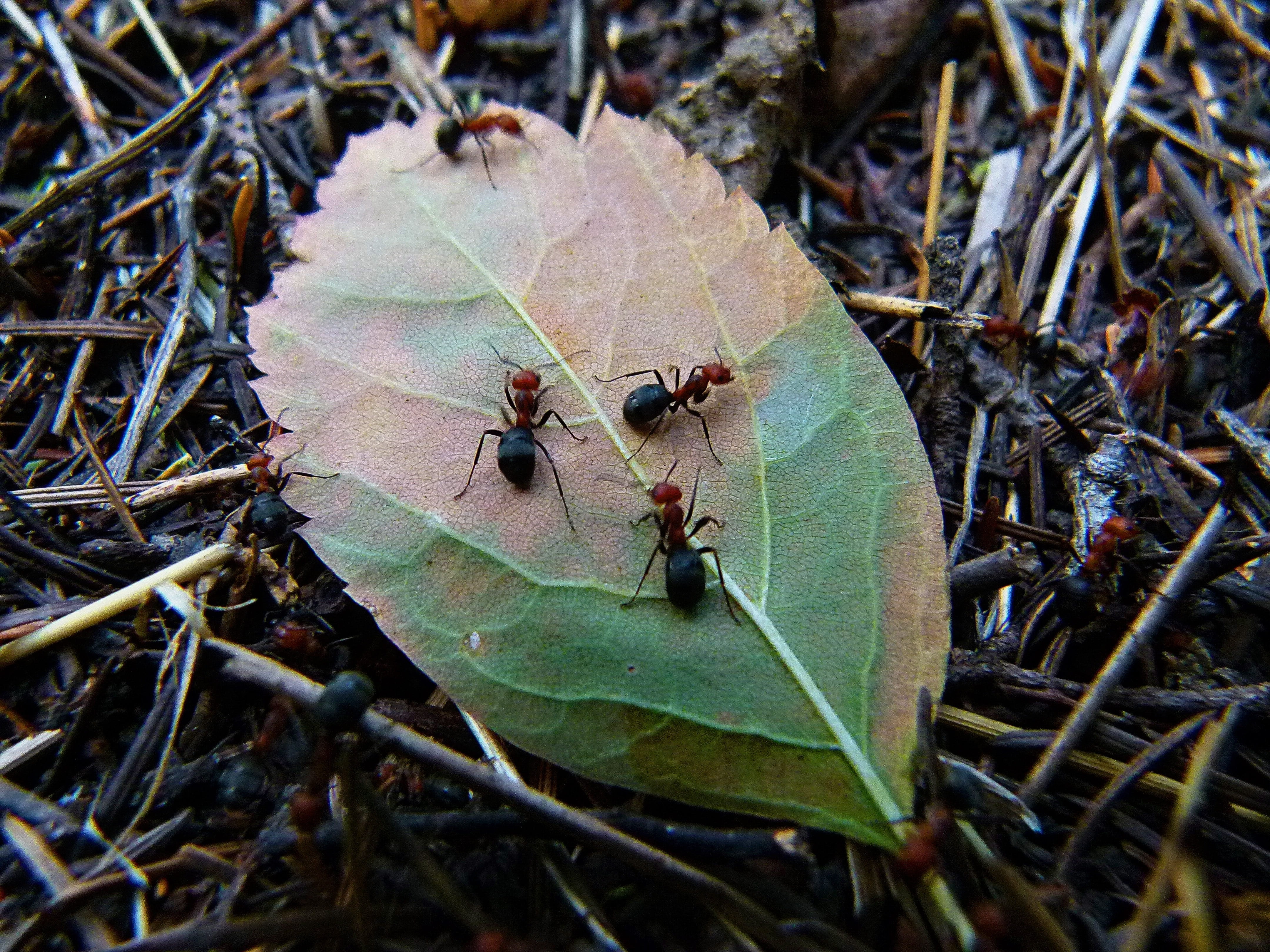 one animal, outdoors, animals in the wild, nature, animals, 4K, ant hill, green color, land, animal wildlife, day, high angle view, invertebrate, leaf, HD Wallpaper