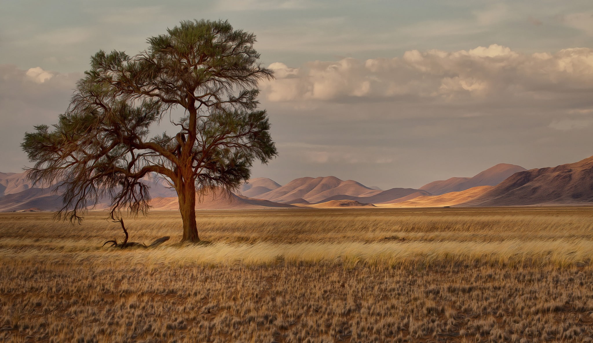 1080P, trees, landscape, plains, HD Wallpaper
