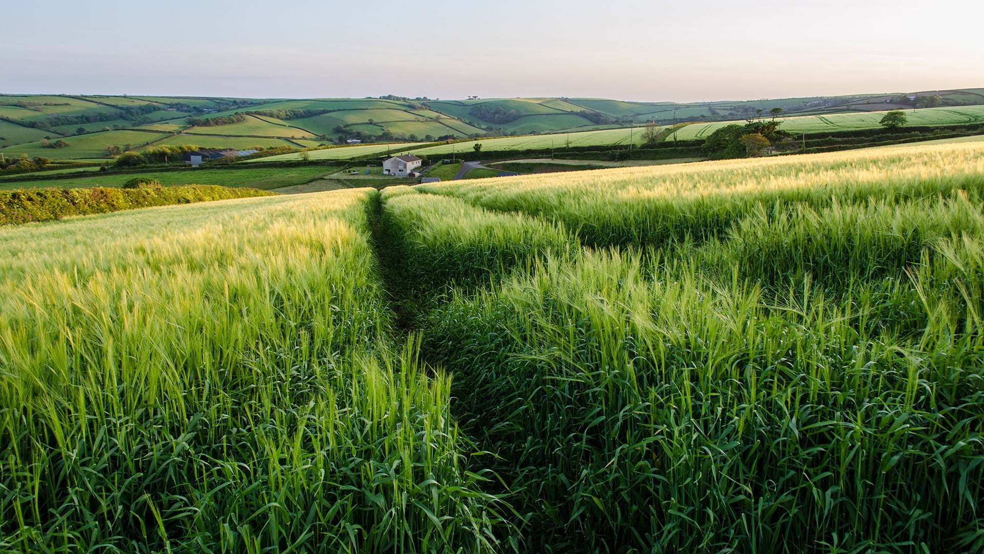 beauty in nature, crop, plains, England, farm, green, scenics - nature, outdoors, green color, field, land, grass, tranquil scene, tranquility, landscape, HD Wallpaper