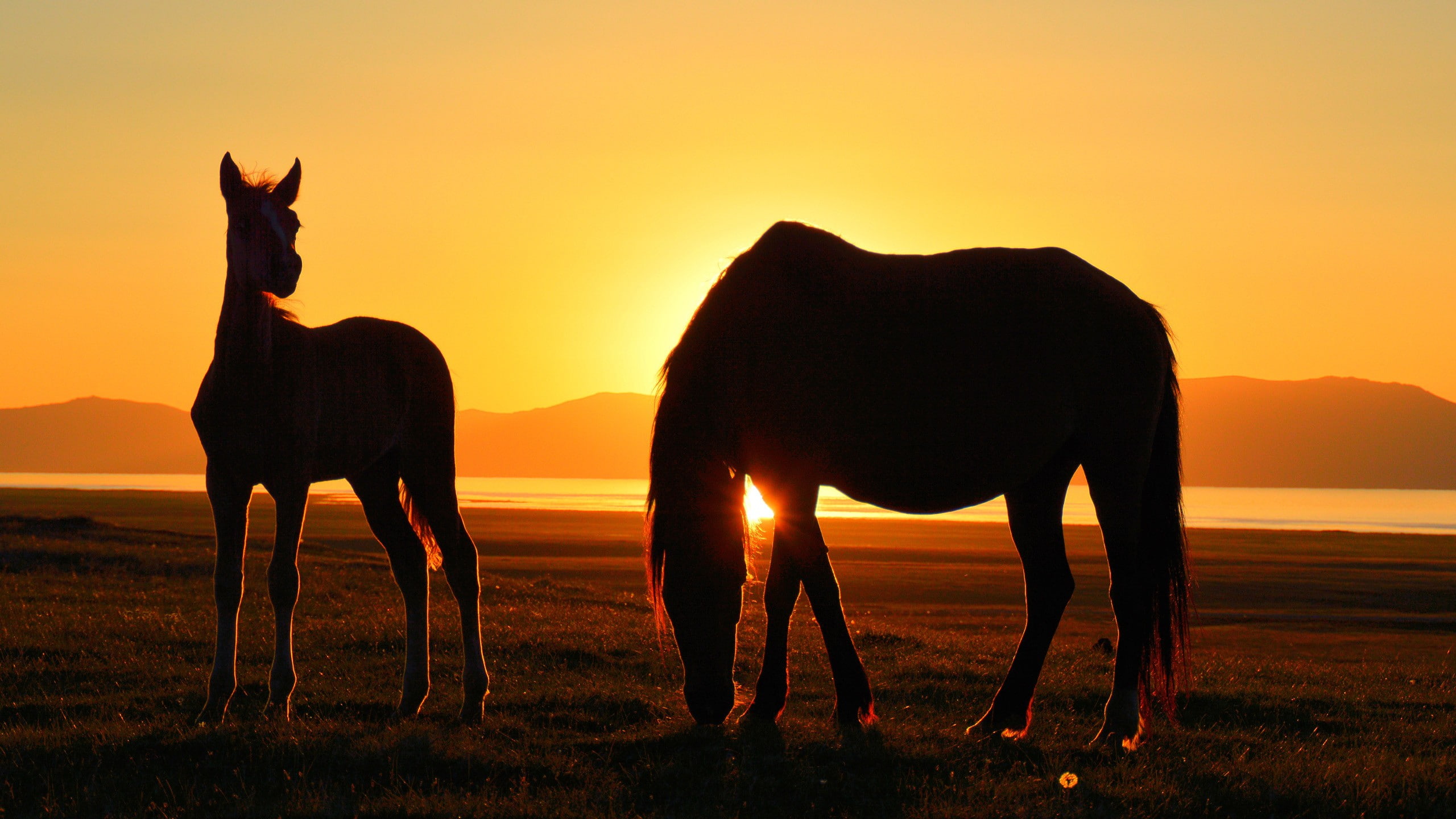 Song Kul, 2K, Kyrgyzstan, silhouette, horse, lake, sunset, HD Wallpaper