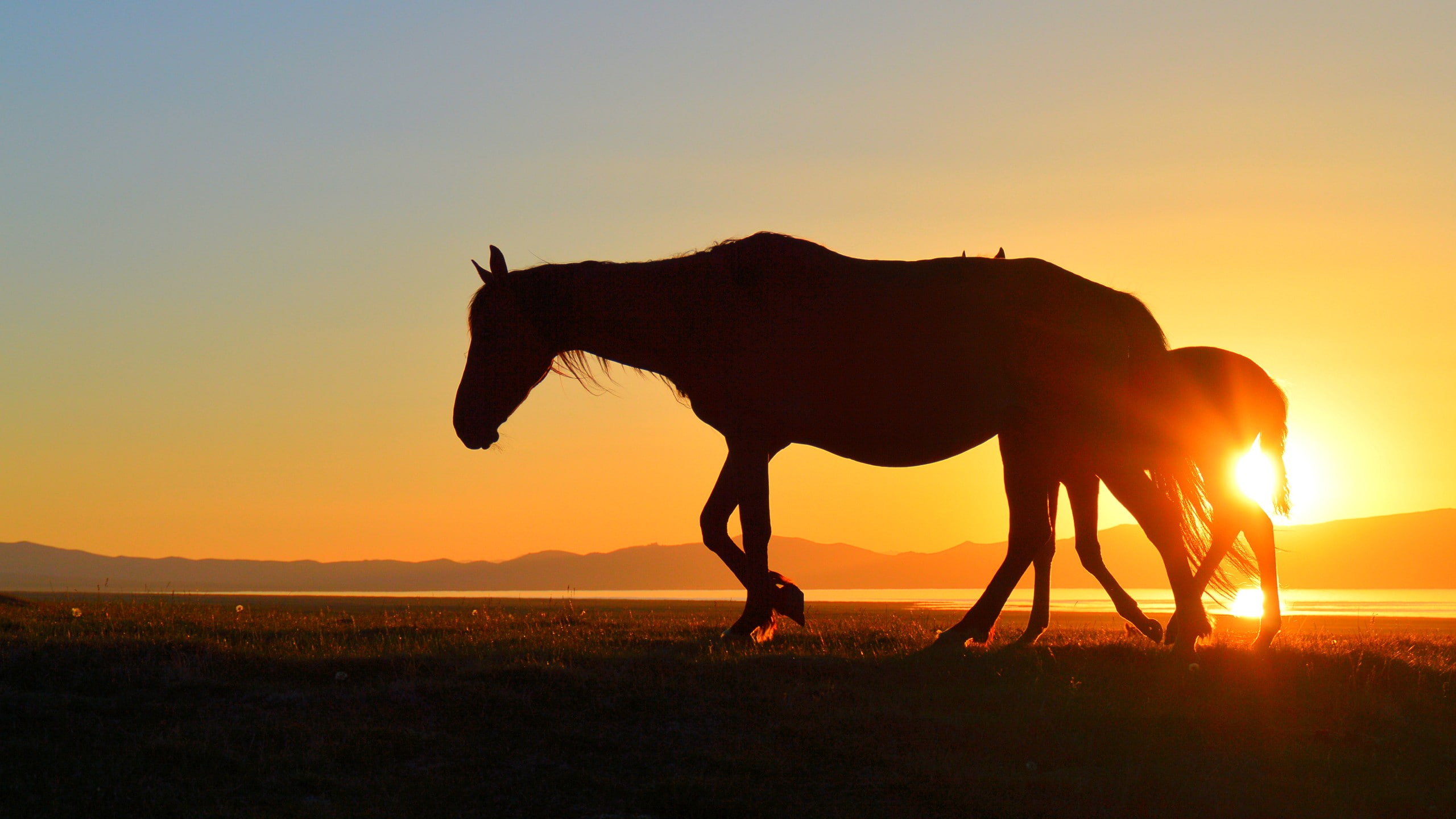 horse, lake, 2K, silhouette, Song Kul, sunset, Kyrgyzstan, HD Wallpaper