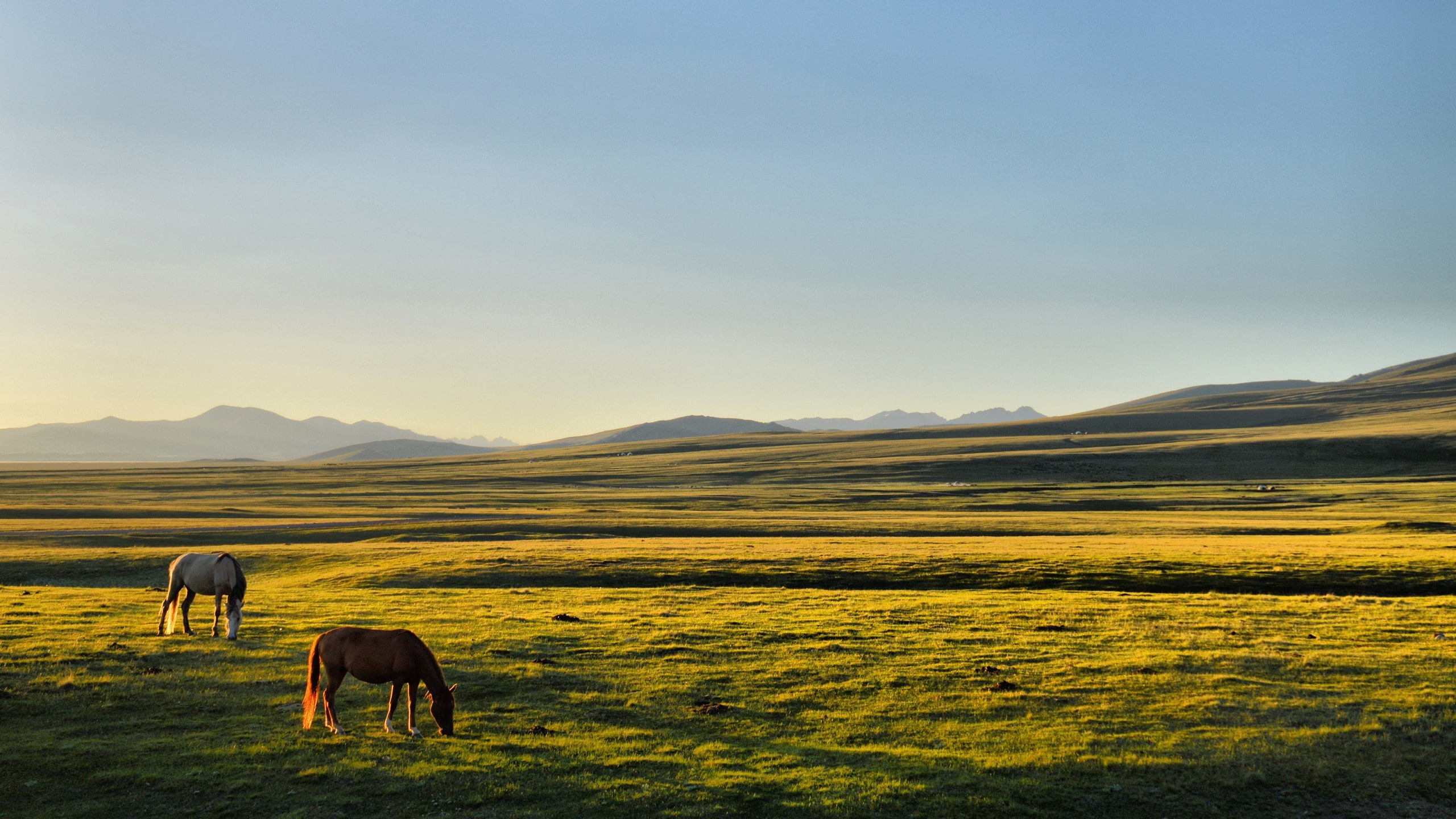 nature, beauty in nature, mammal, grass, land, horse kyrgyzstan song kul plains, animal themes, no people, environment, animal, sky, landscape, domestic animals, HD Wallpaper