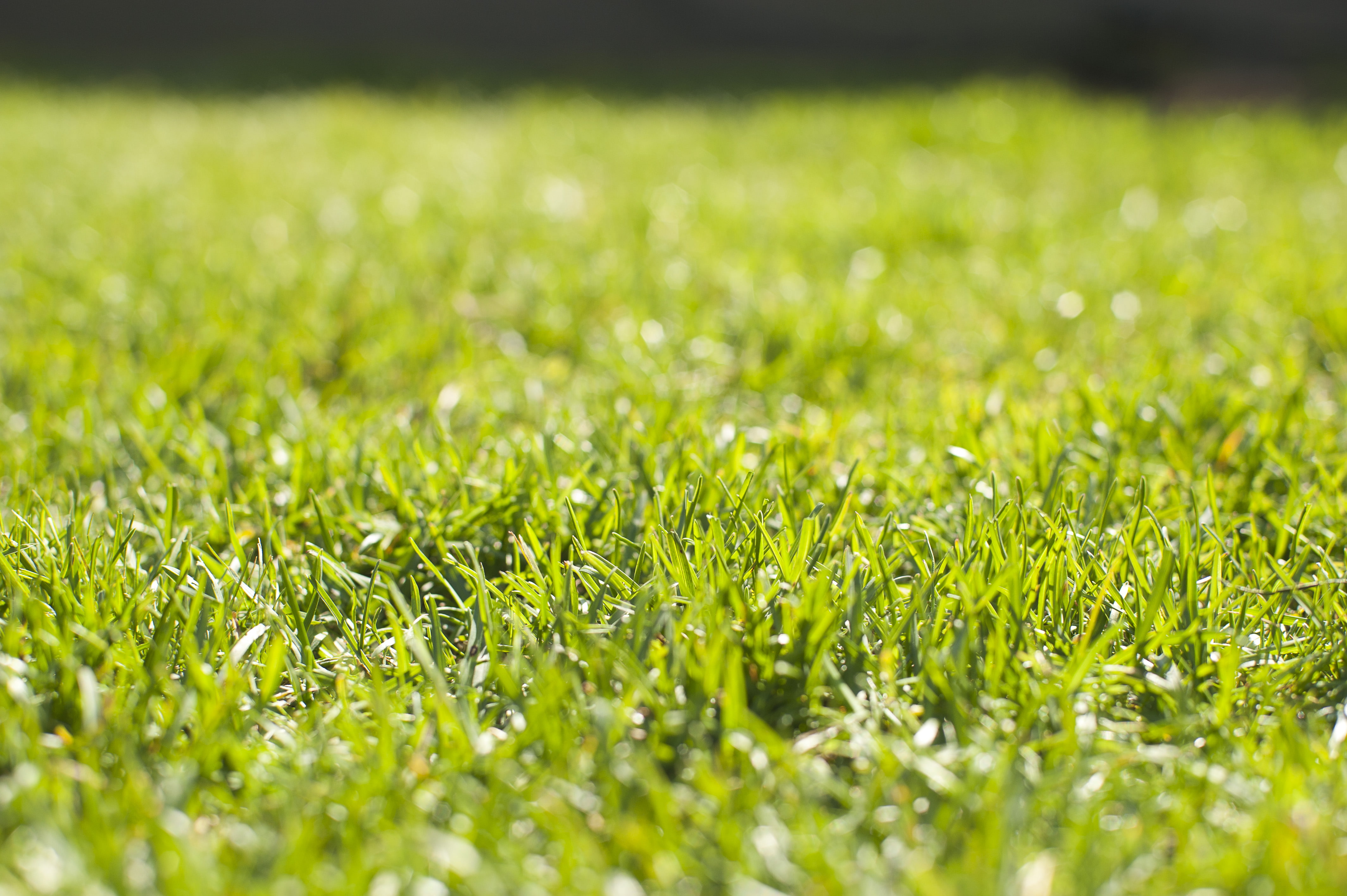 surface level, full frame, green color, nature, springtime, bright, 4K, green - golf course, outdoors, freshness, field, environment, abstract backgrounds, HD Wallpaper