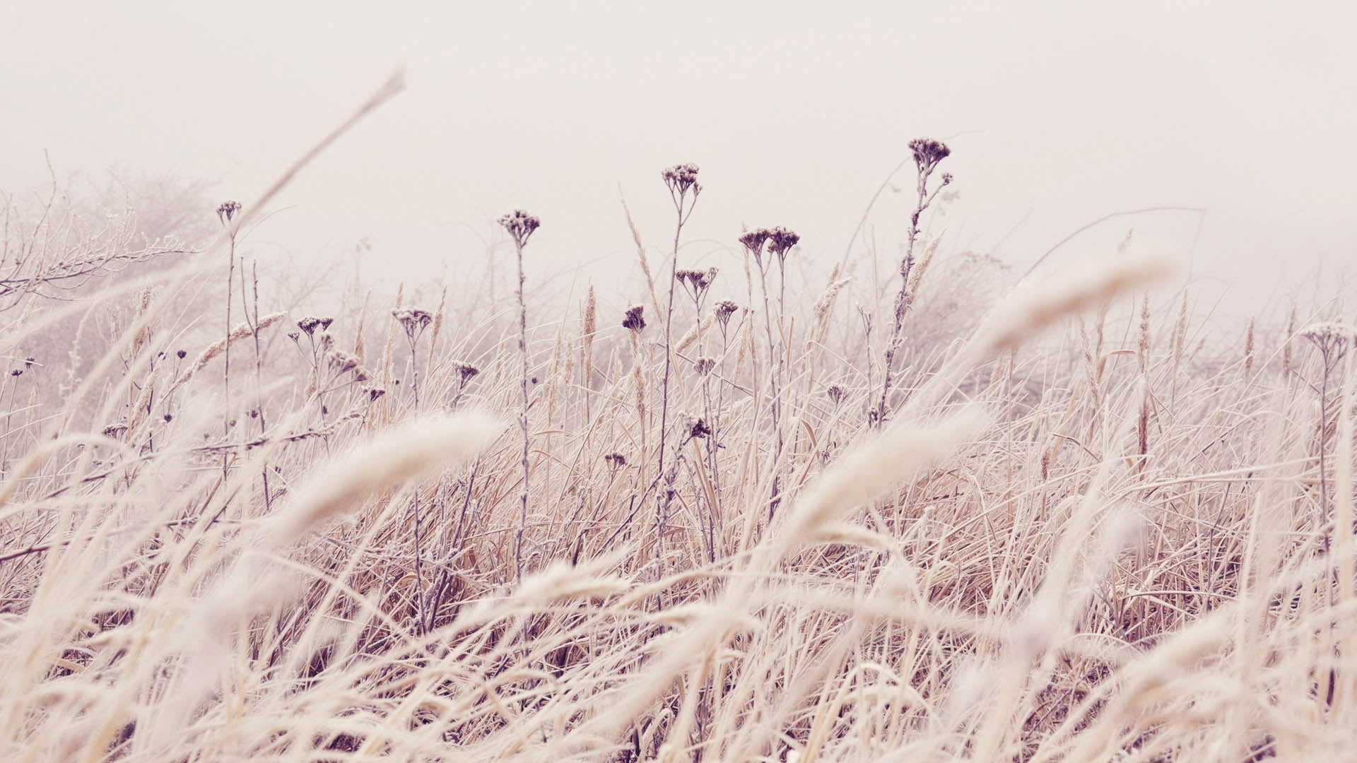 stem, outdoors, tranquil Scene, crop, landscape, field, frost, springtime, wheat, grass, wind, meadow, scenics - nature, yellow, scenics, selective focus, HD Wallpaper