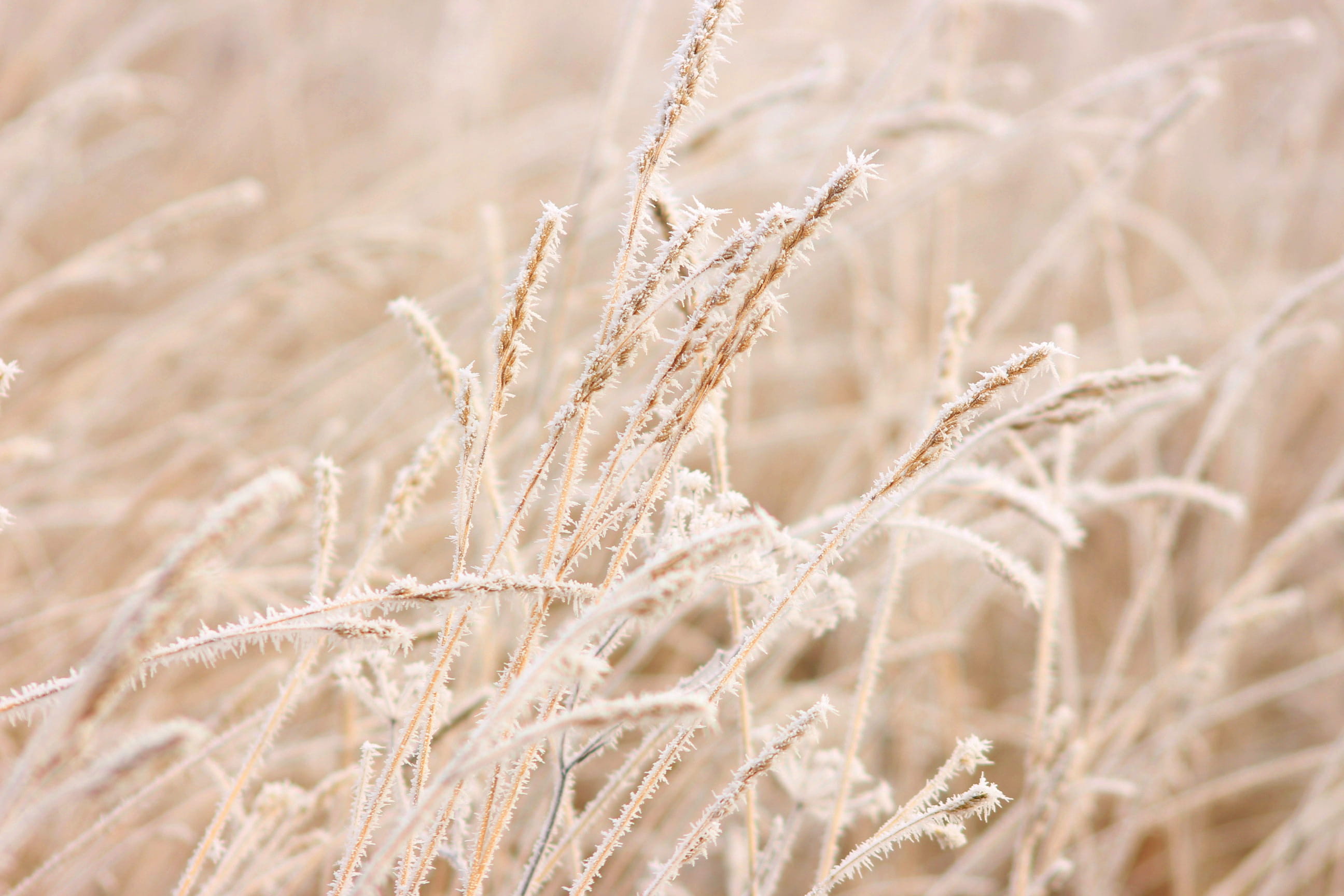 Cold, extreme close-up, land, winter, season, selective focus, Nature, field, close-up, growth, plant, frost, pattern, wheat, Winter, dry, cereals, food, HD Wallpaper