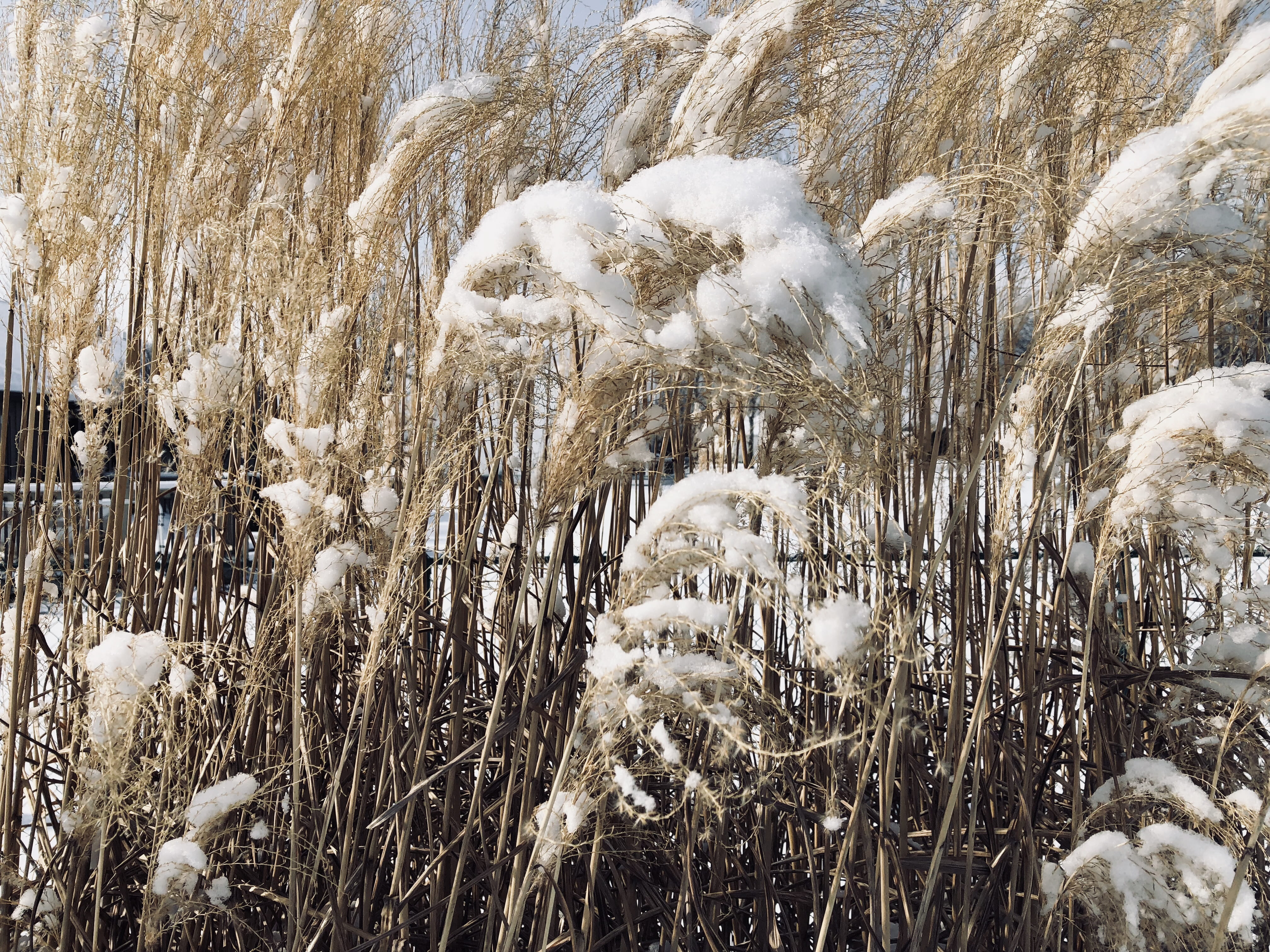 no people, day, tree, animal themes, outdoors, land, white color, winter, ice, mammal, growth, nature, cold temperature, beauty in nature, frozen, covering, HD Wallpaper