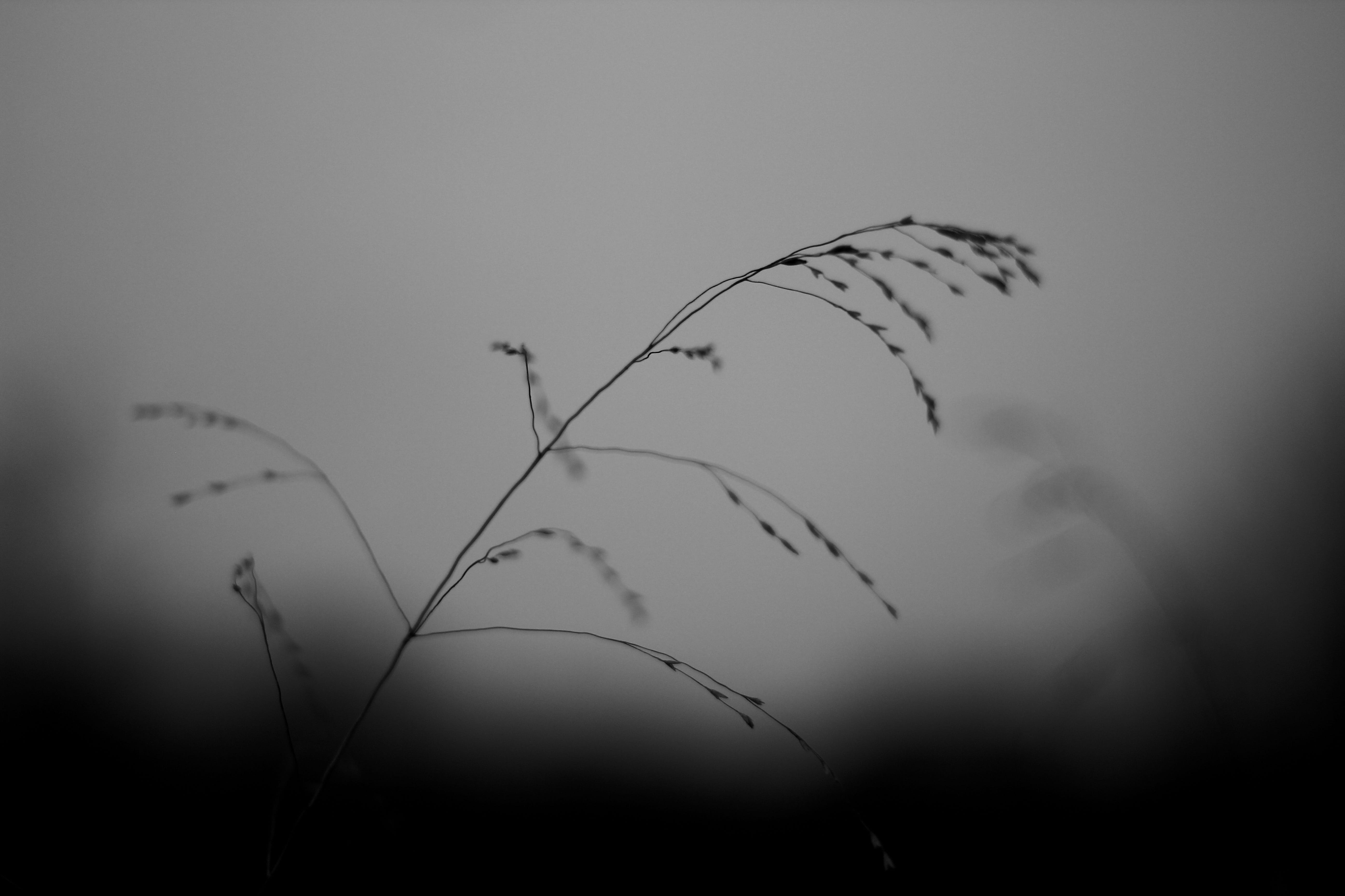 growth, wheat, tranquil scene, reed, beauty in nature, cloud - sky, day, plant, nature, dusk, field, photo, animal, 5K, copy space, silhouette, dark, grass, HD Wallpaper