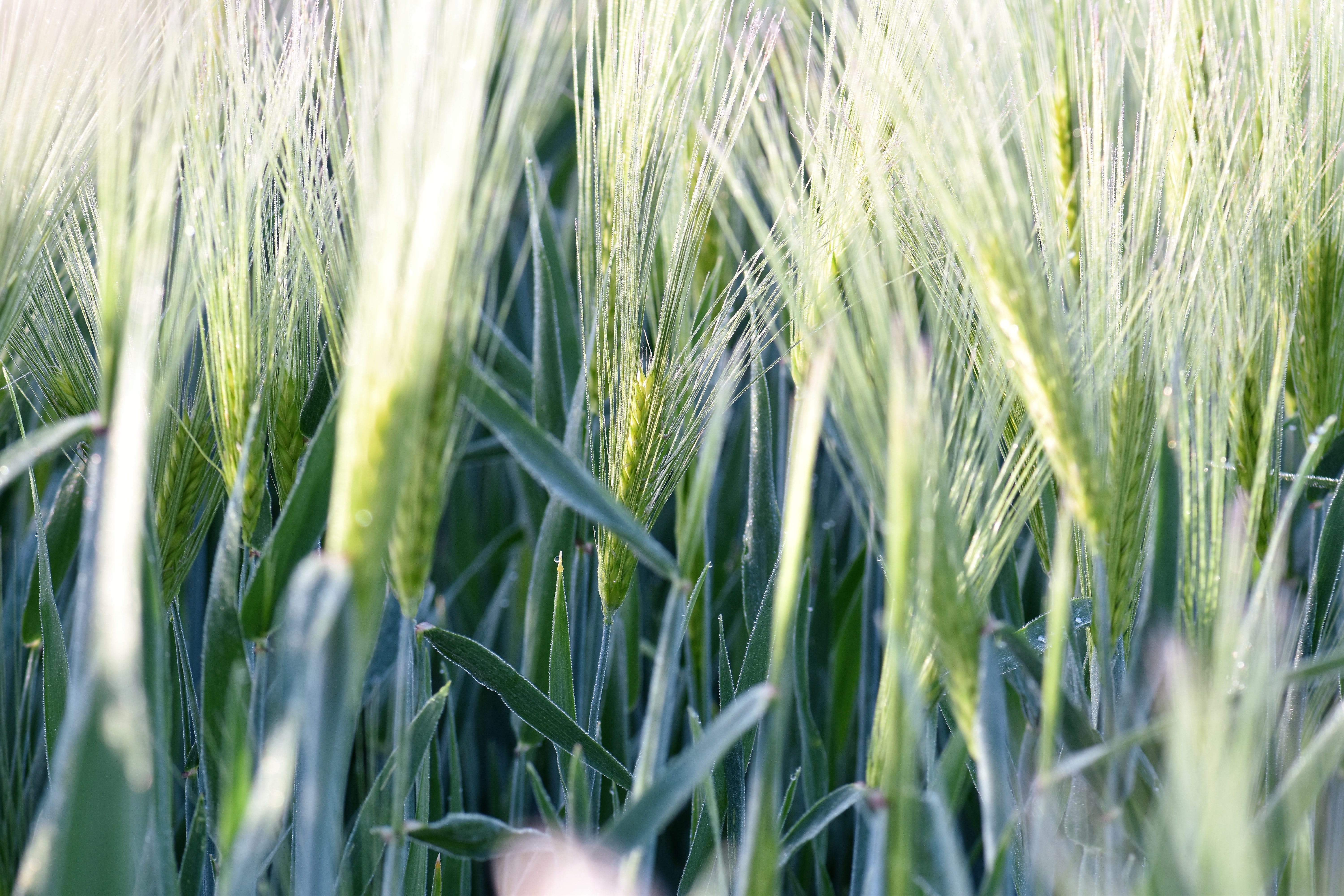 nature, full frame, green color, wheat, field, 5K, spike, plant, landscape, agriculture, no people, grain, green, selective focus, rural scene, close-up, HD Wallpaper
