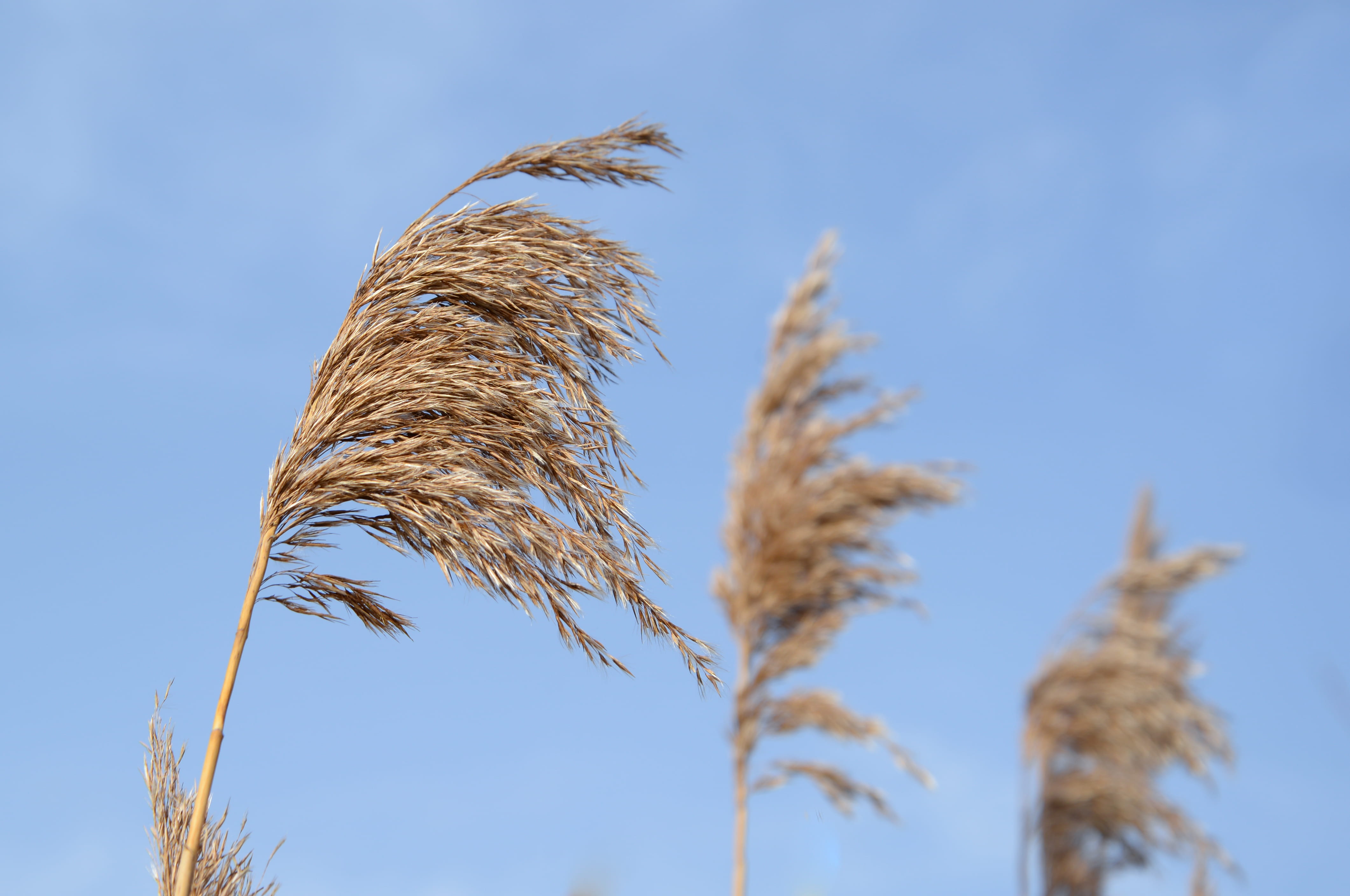 beauty in nature, winter, flora, leaf, growth, close-up, outdoors, grass, blue sky, clear sky, blue, plant, texture, bright, reed, cereal plant, 4K, nature, HD Wallpaper