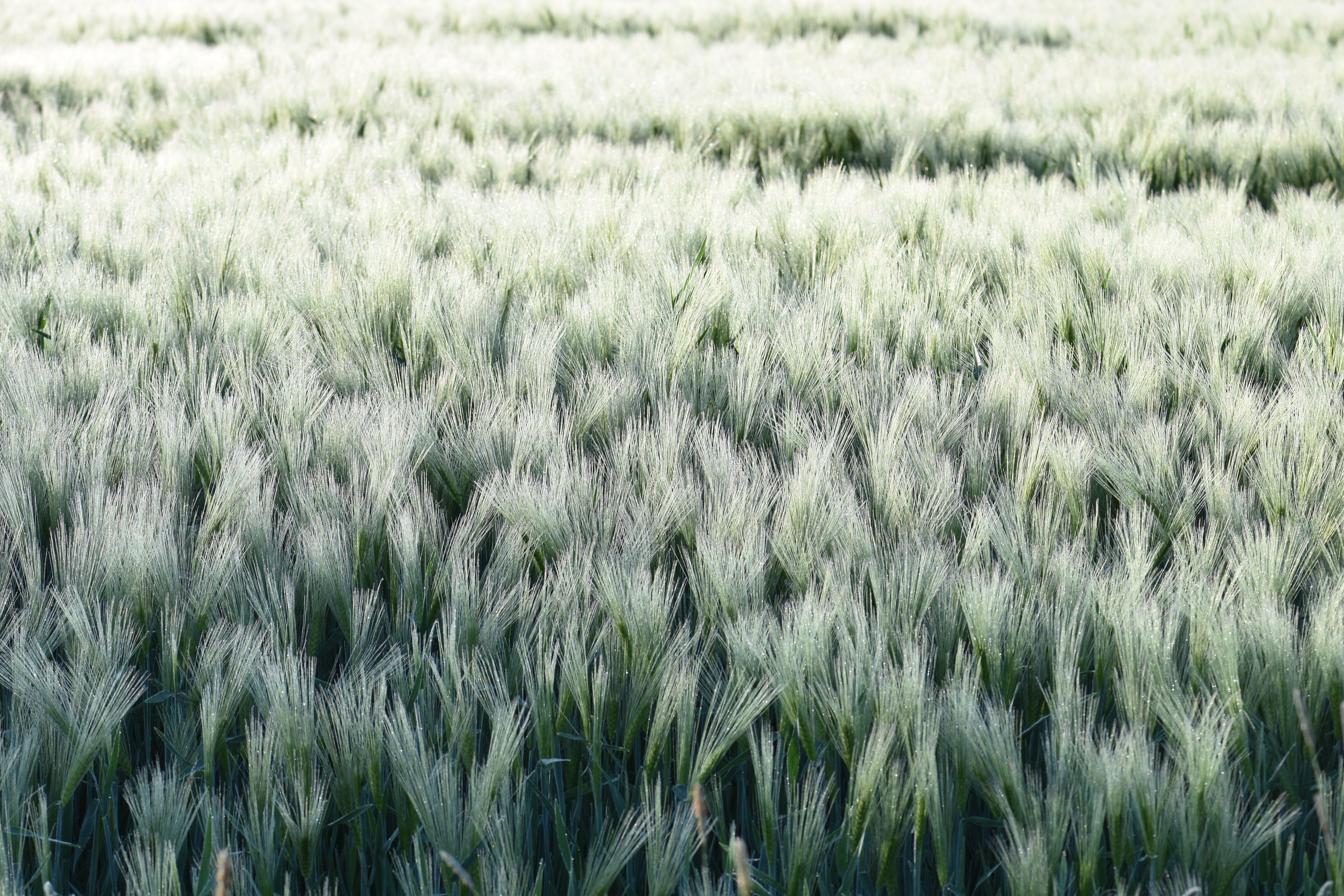 cultivated land, vision, day, beauty in nature, landscape, wheat field, cereal Plant, green color, nature, winter wheat, wheat, grass, cereals, wide, land, HD Wallpaper