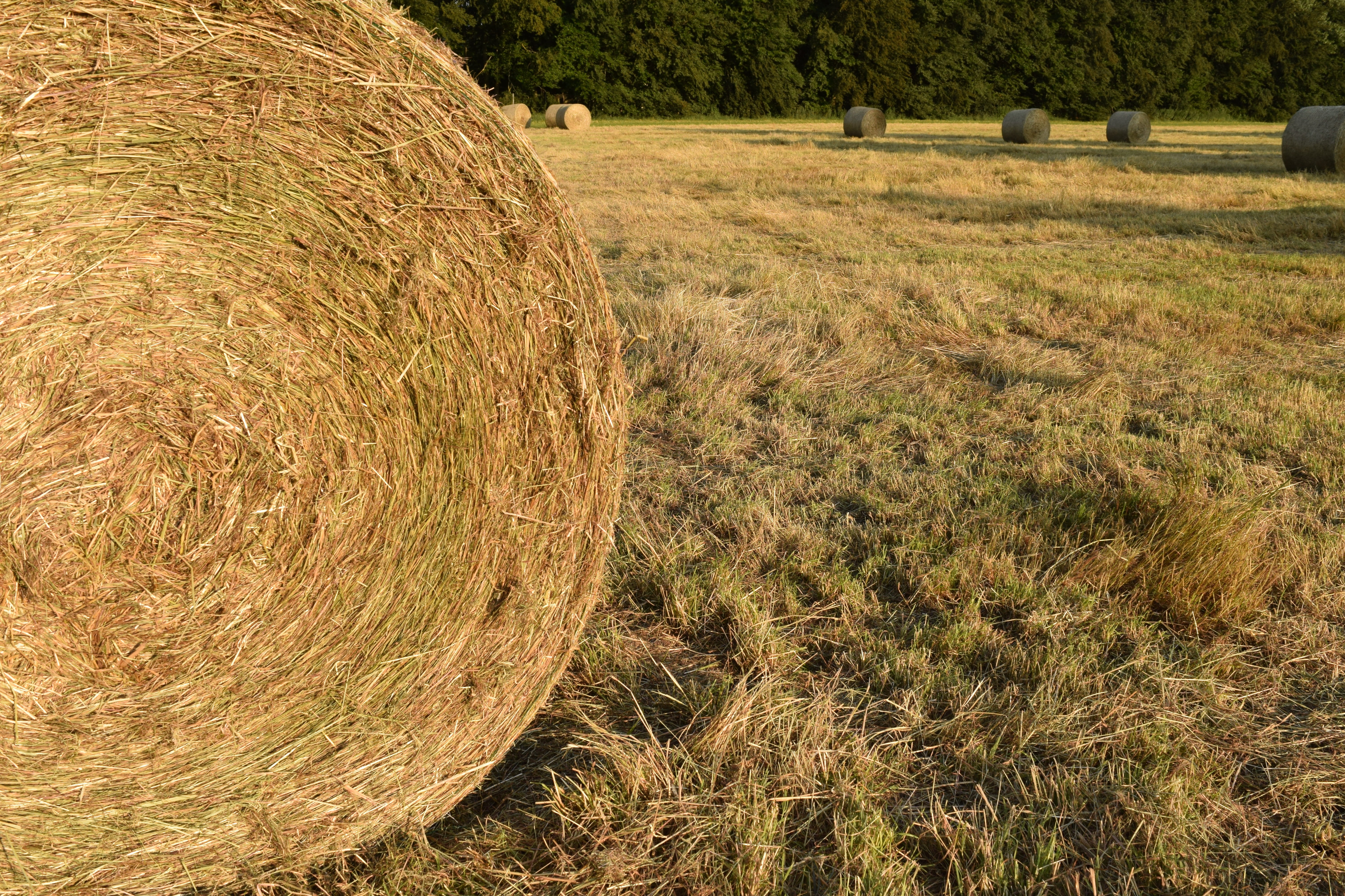 hay bales, harvesting, winter feed, scenics, Hay, plant, nature, non-Urban Scene, autumn, outdoors, tranquility, scenics - nature, environment, tranquil scene, HD Wallpaper