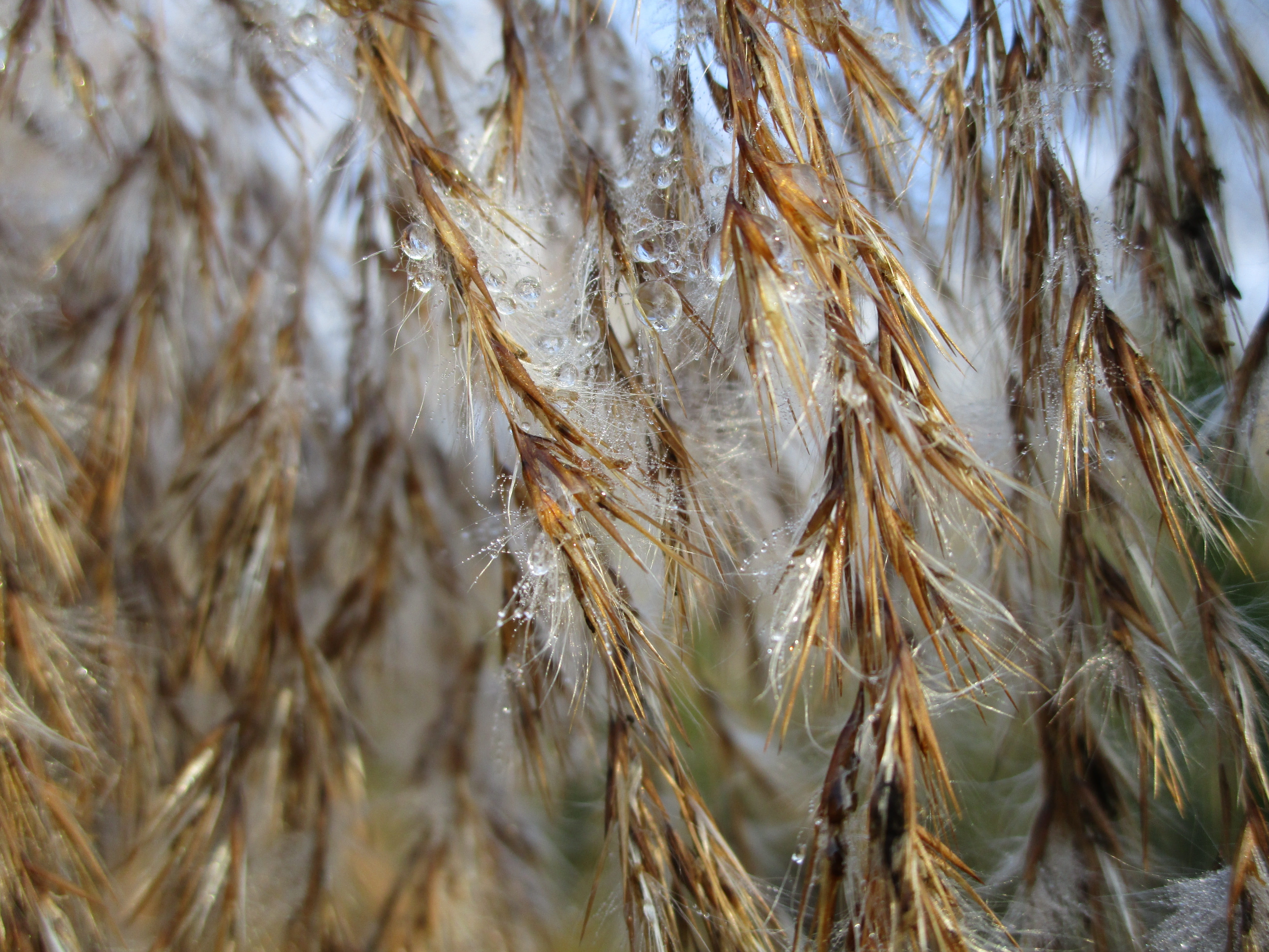 Wet, Wedel, close-up, tree, nature, backgrounds, beauty in nature, cereal plant, no people, brown, close, Ice, agriculture, seed, outdoors, Plant, dry, HD Wallpaper