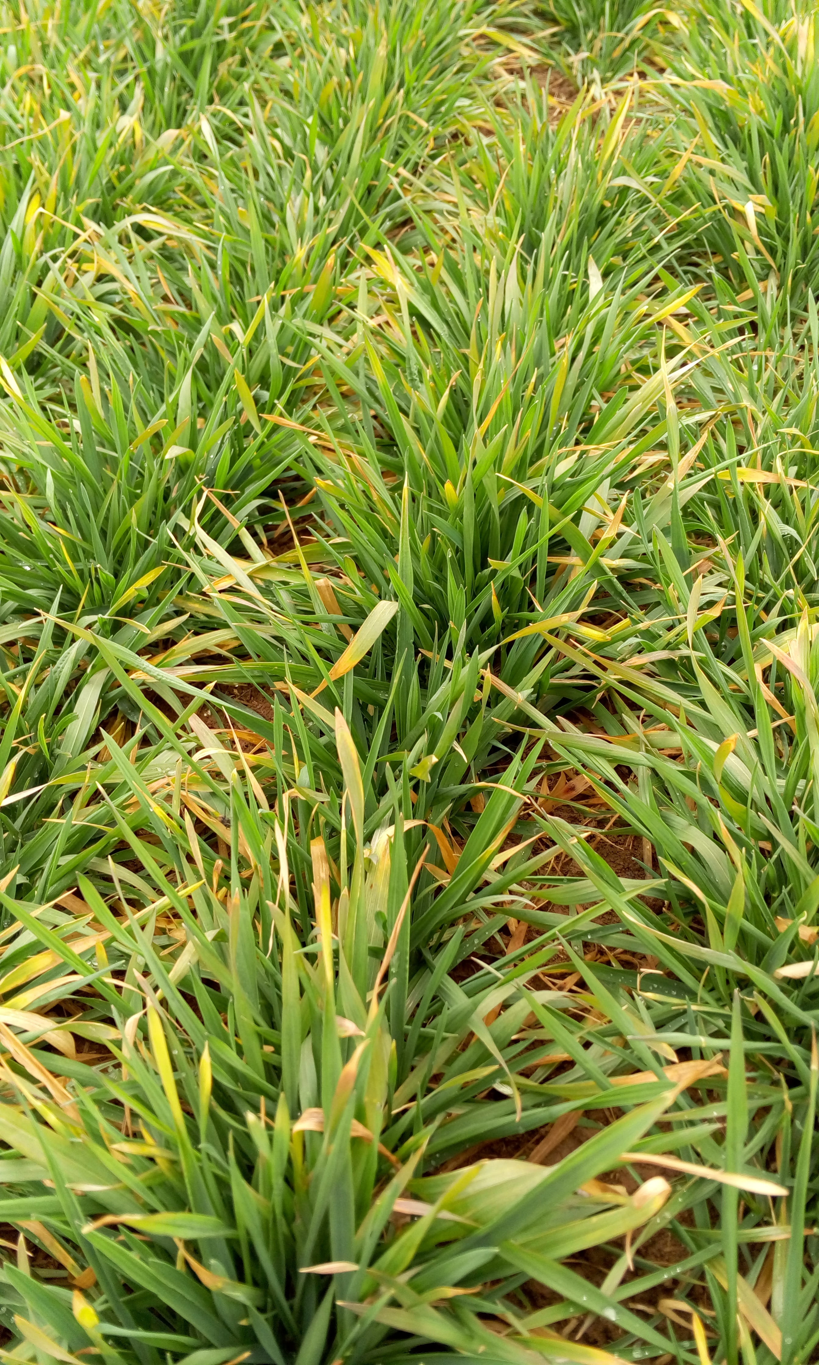 field, nature, tranquility, no people, land, leaf, close-up, plant, growth, sunlight, day, beauty in nature, 4K, Life, blade of grass, Winter Wheat, backgrounds, Phone HD Wallpaper